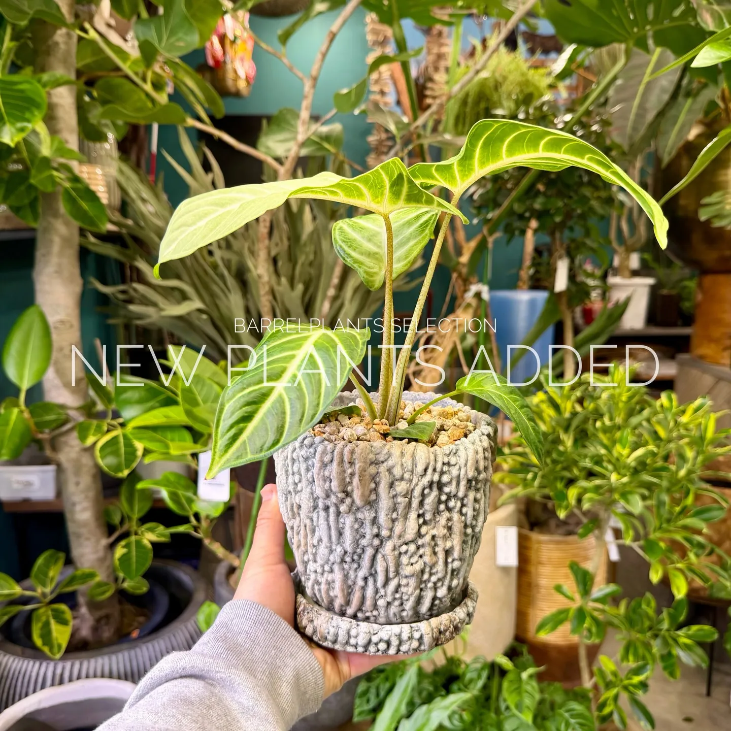 「今日の追加、ちょっと特別です。