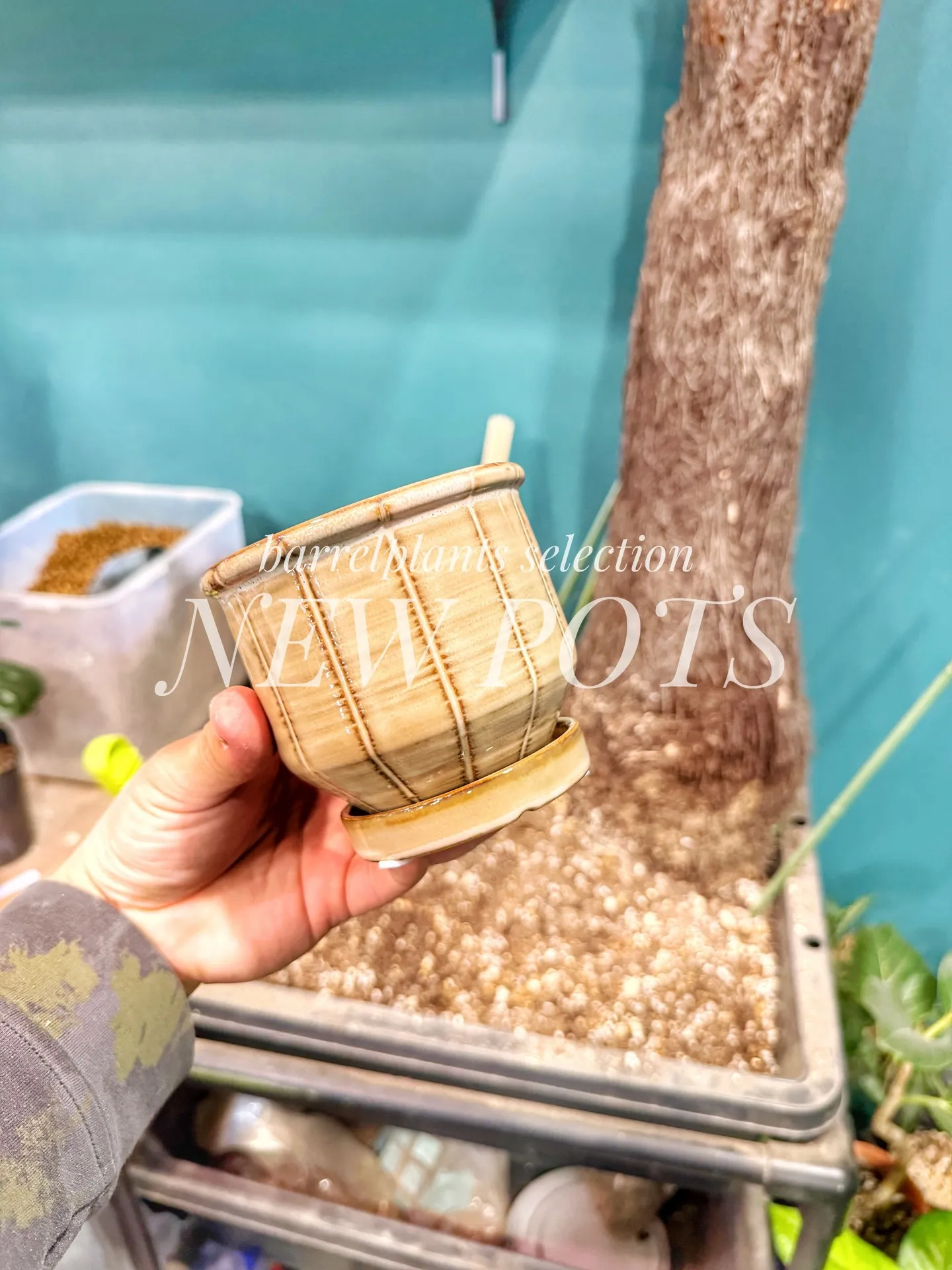 「こだわりの植物に惹かれて、今日もお客様との嬉しい出会いが続...