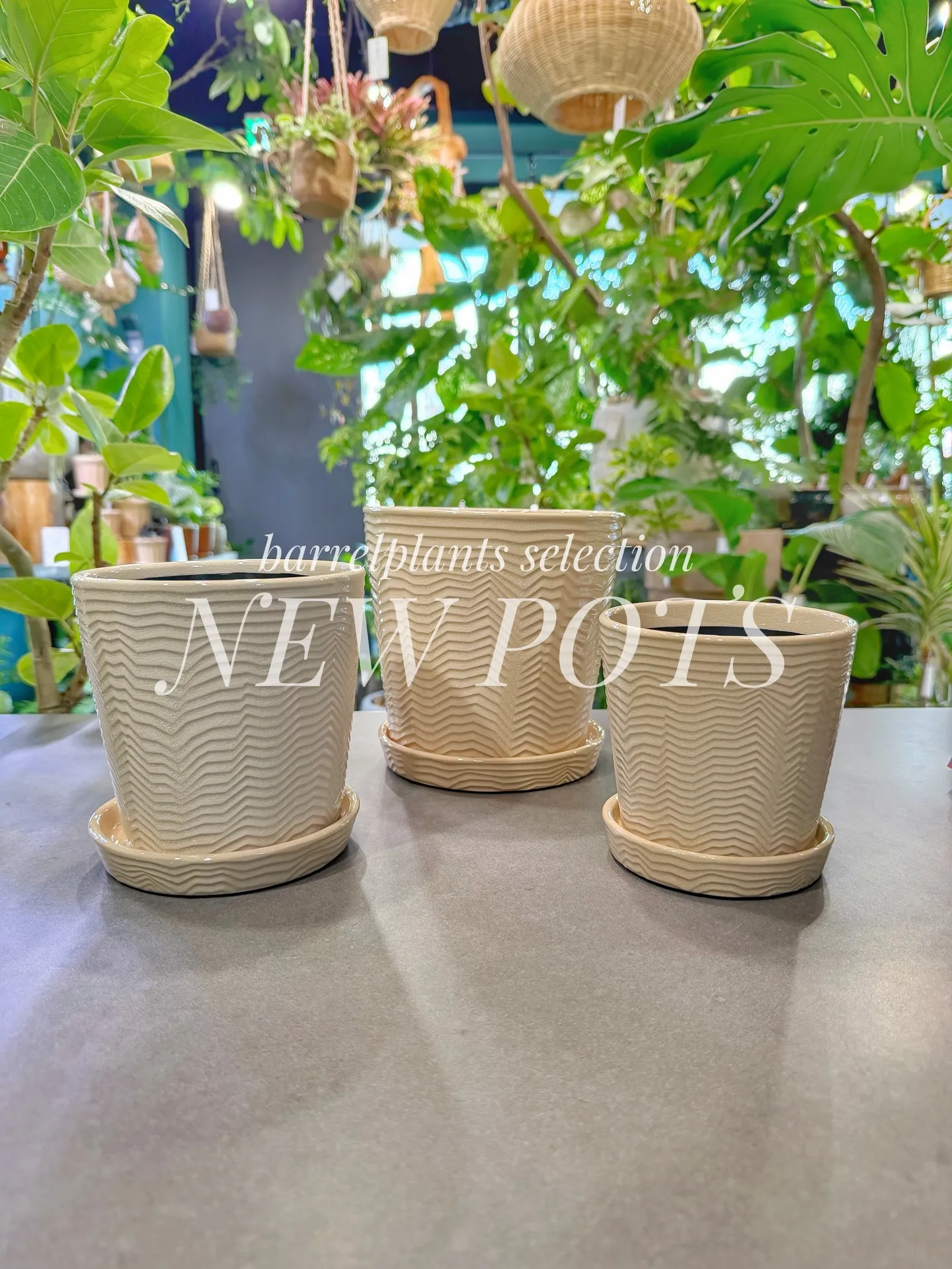 「こだわりの植物に惹かれて、今日もお客様との嬉しい出会いが続...