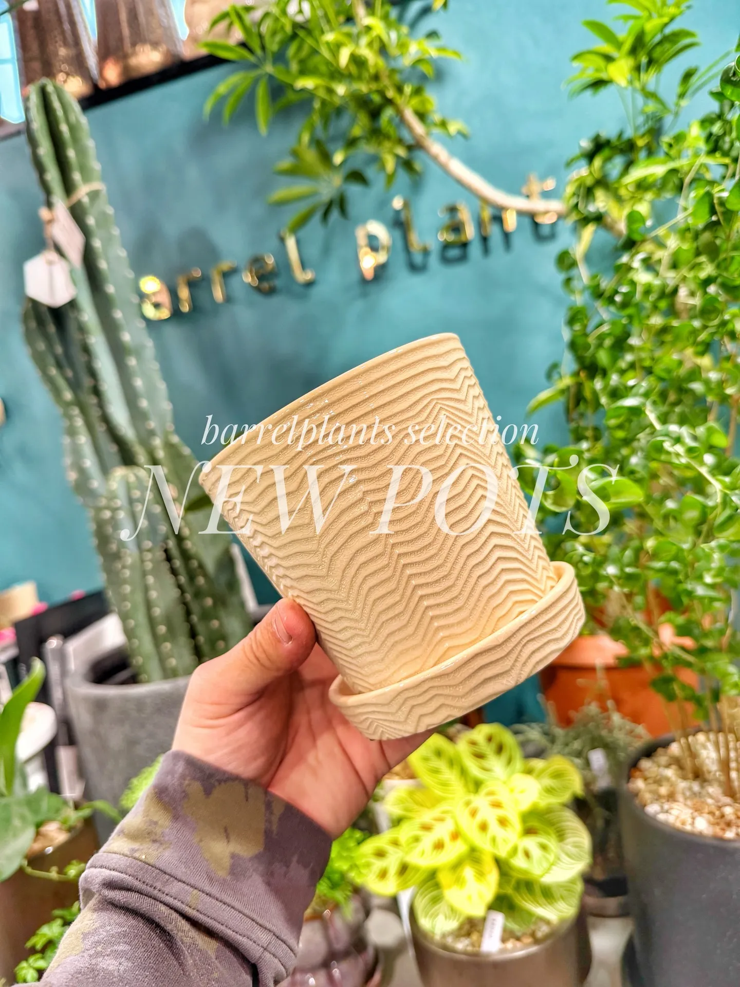 「こだわりの植物に惹かれて、今日もお客様との嬉しい出会いが続...