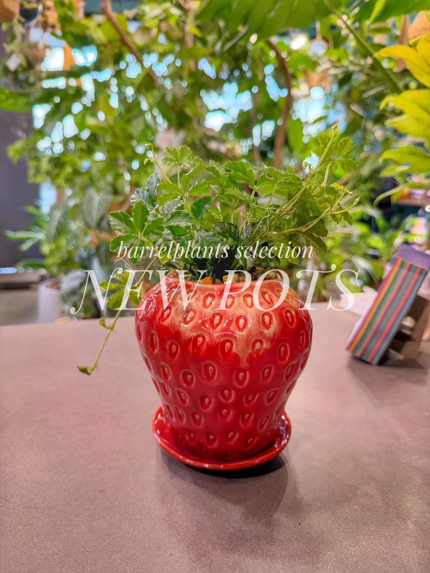 「こだわりの植物に惹かれて、今日もお客様との嬉しい出会いが続...