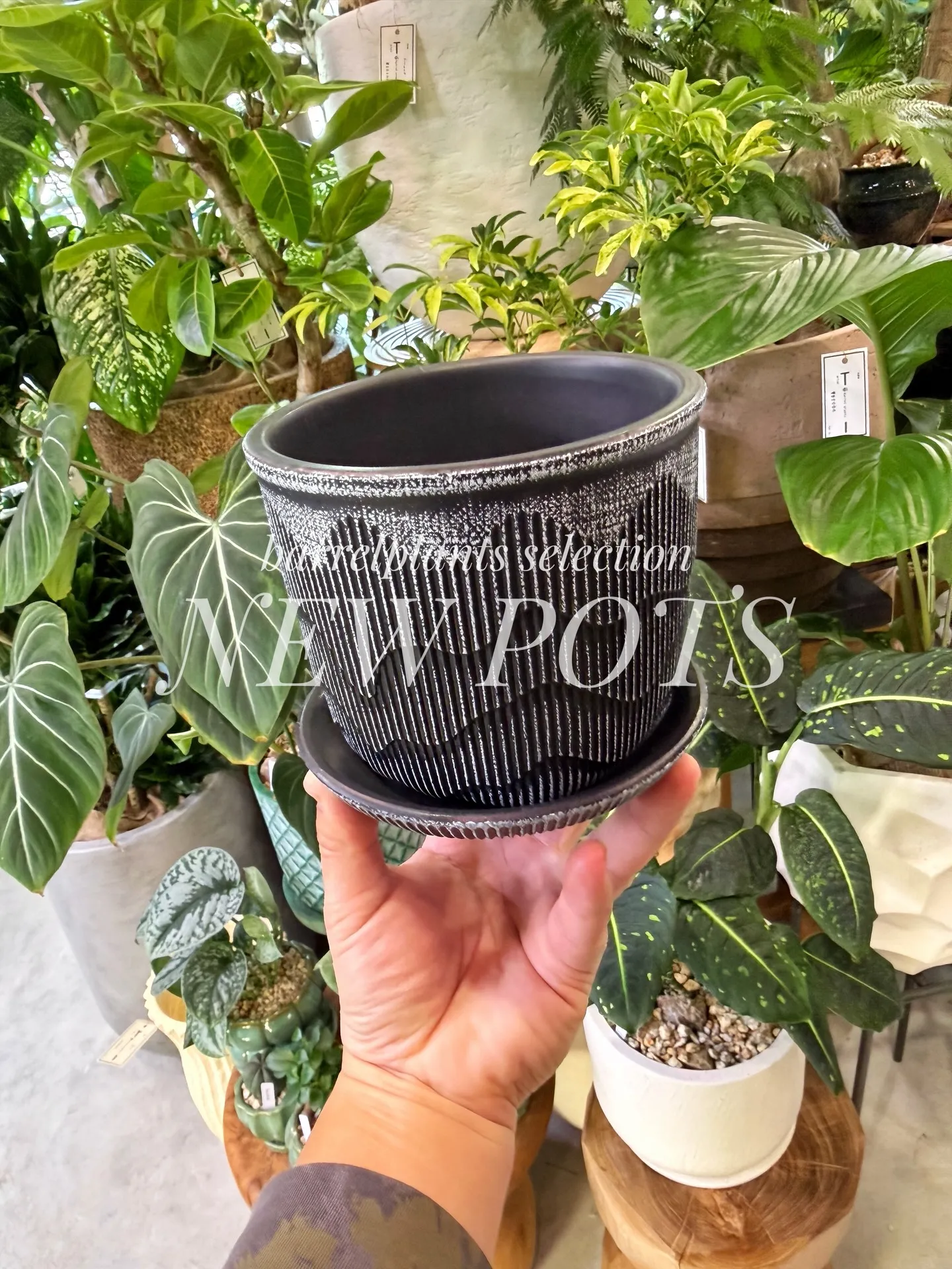 「こだわりの植物に惹かれて、今日もお客様との嬉しい出会いが続...