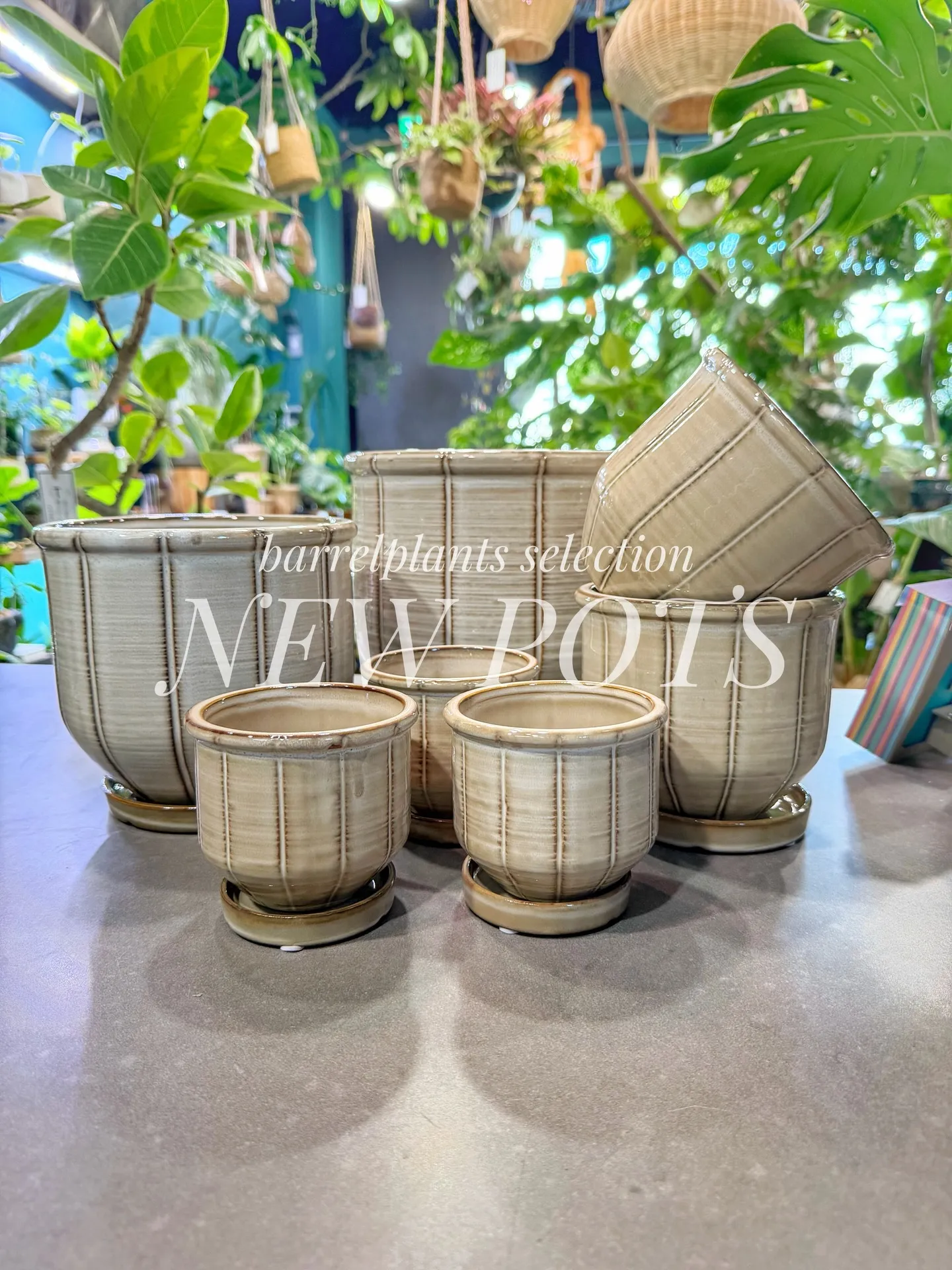 「こだわりの植物に惹かれて、今日もお客様との嬉しい出会いが続...