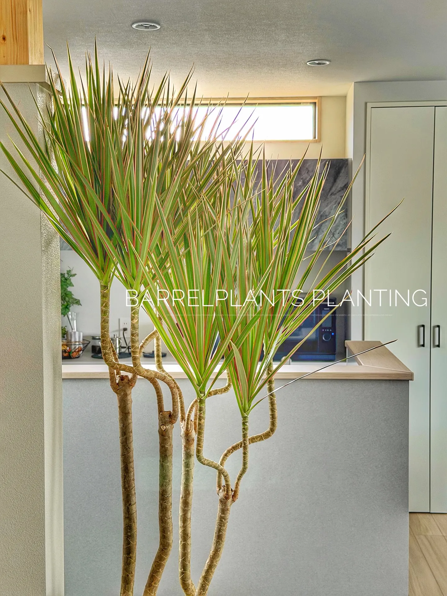 「空間を引き立てる、こだわりの植物コーディネート。