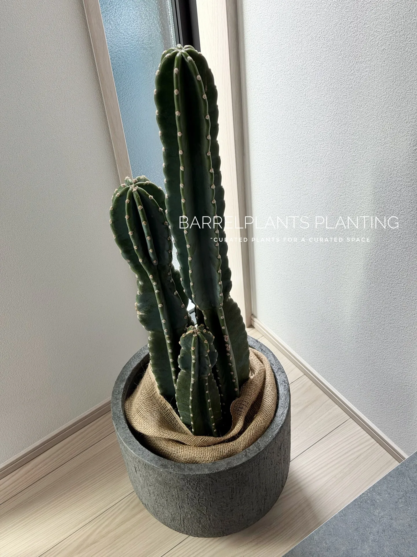 「空間を引き立てる、こだわりの植物コーディネート。