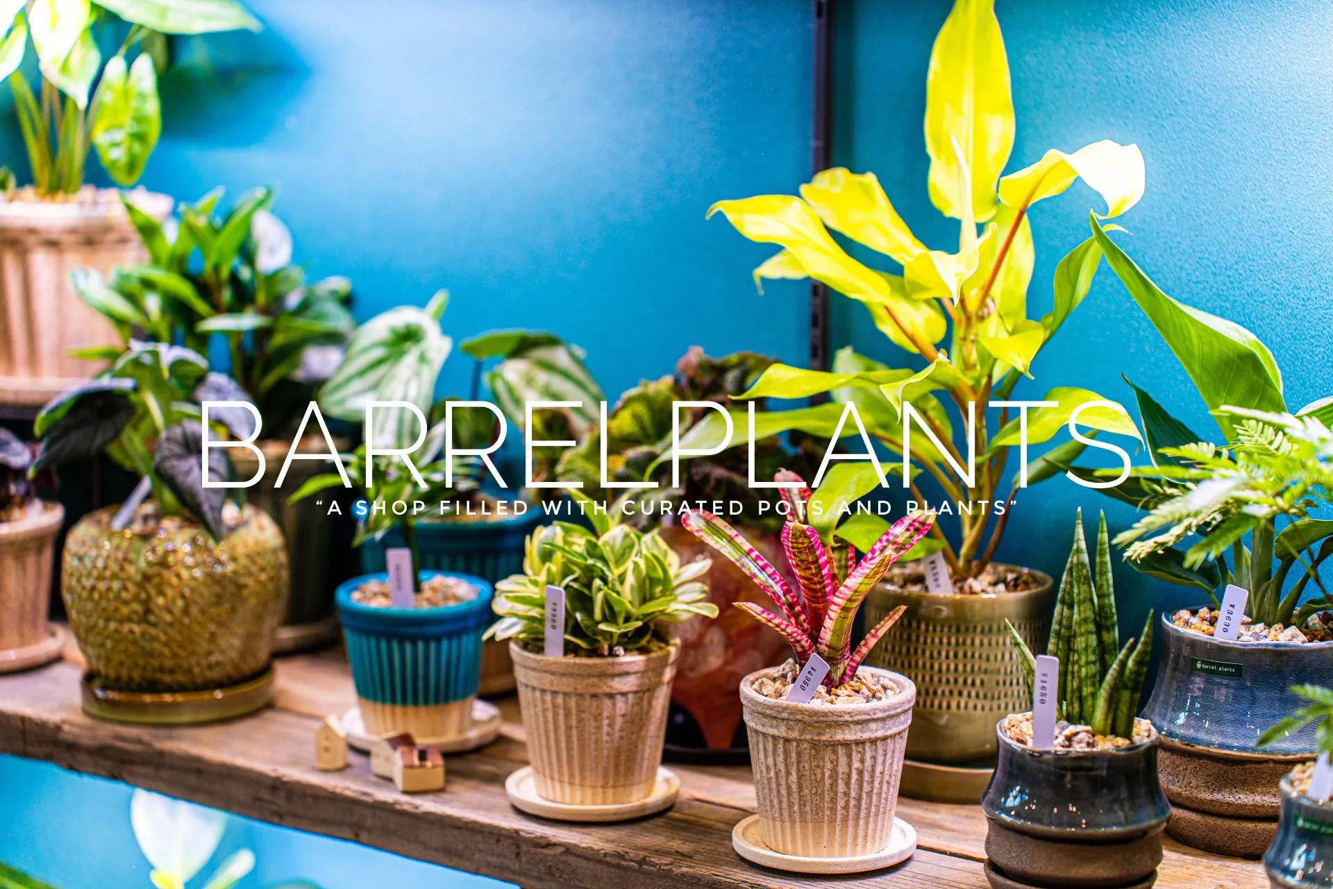 barrel　plants