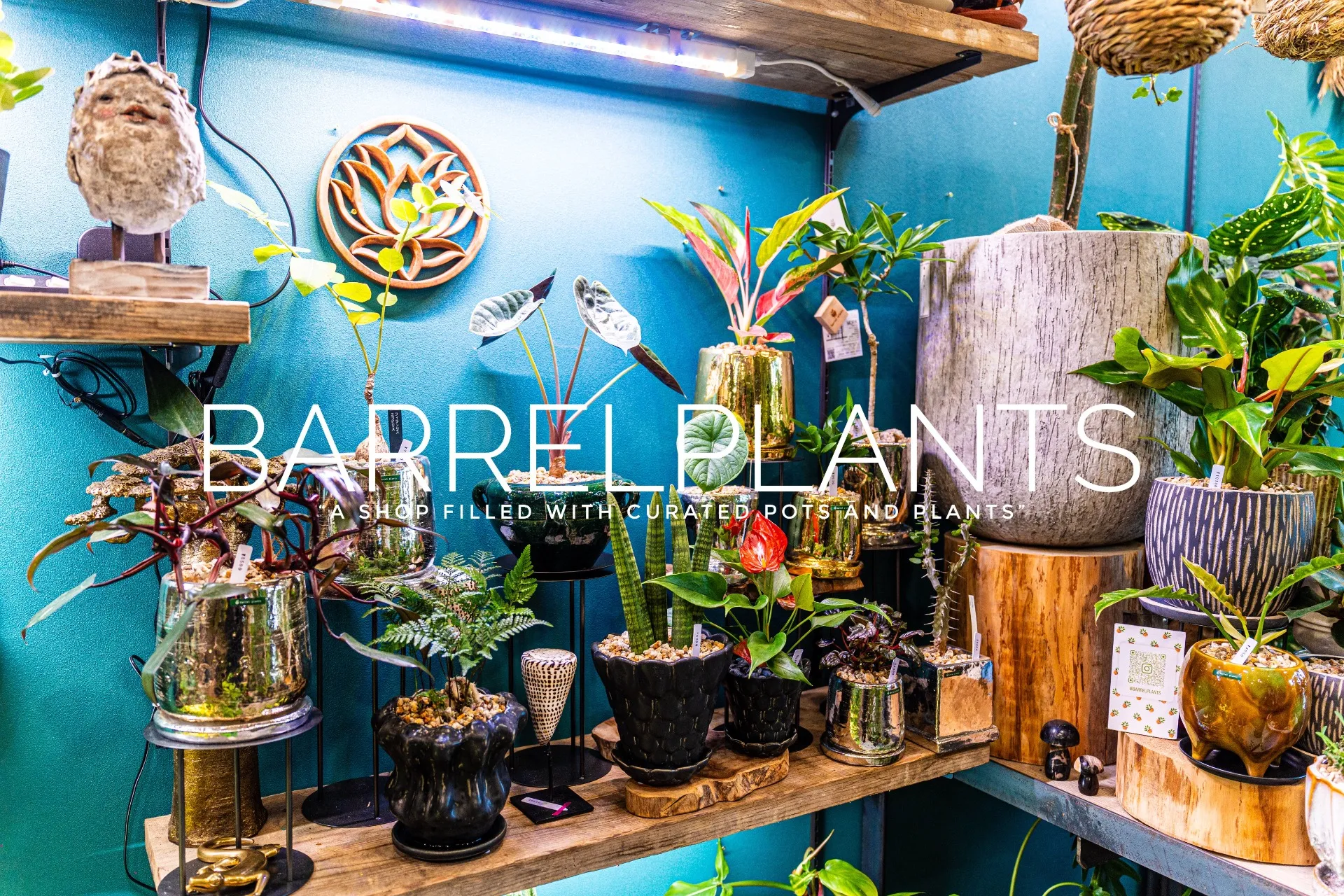 barrel　plants