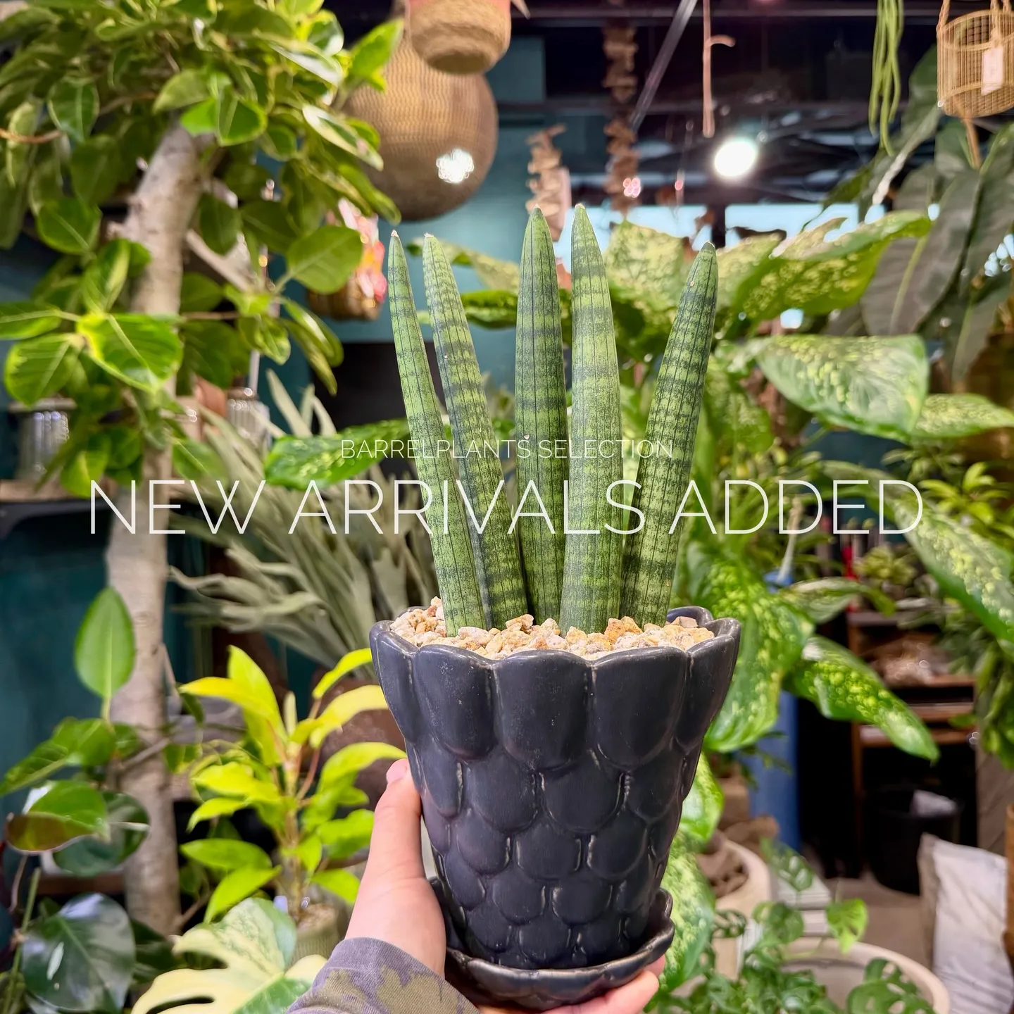 【本日も新作アイテム、続々追加中。