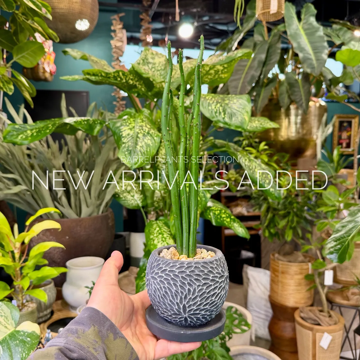 【本日も新作アイテム、続々追加中。