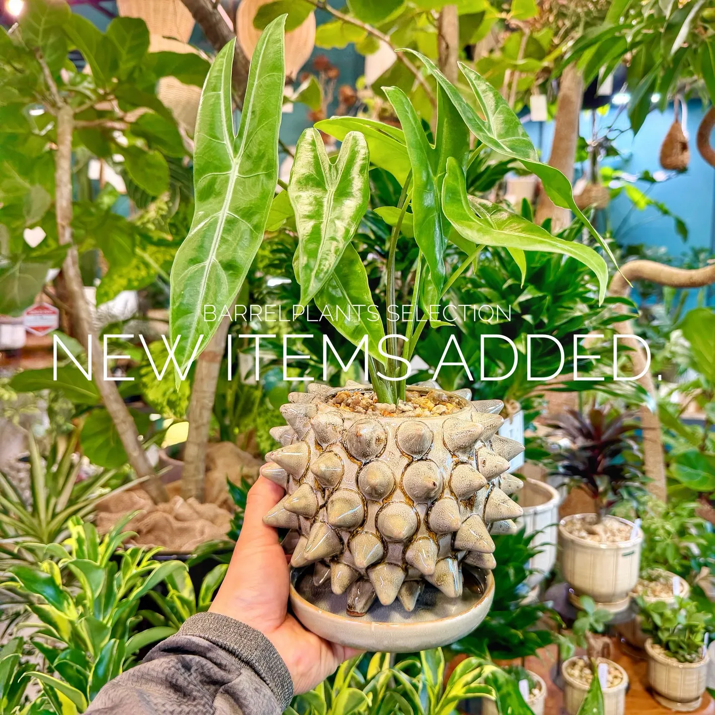 「個性派鉢、多数入荷。