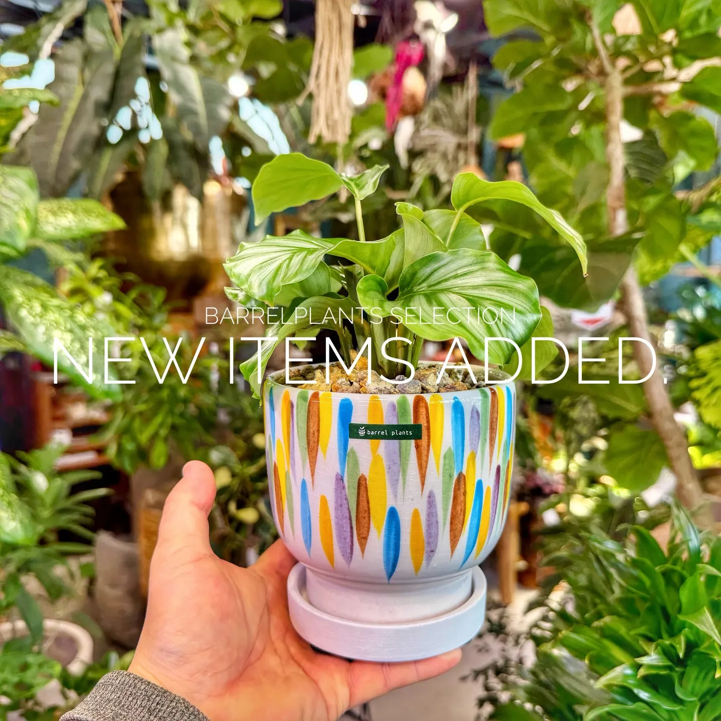 「個性派鉢、多数入荷。