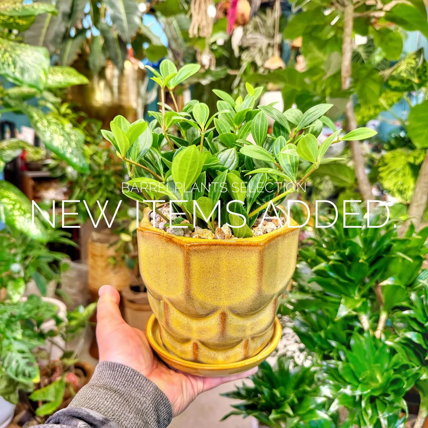 「個性派鉢、多数入荷。