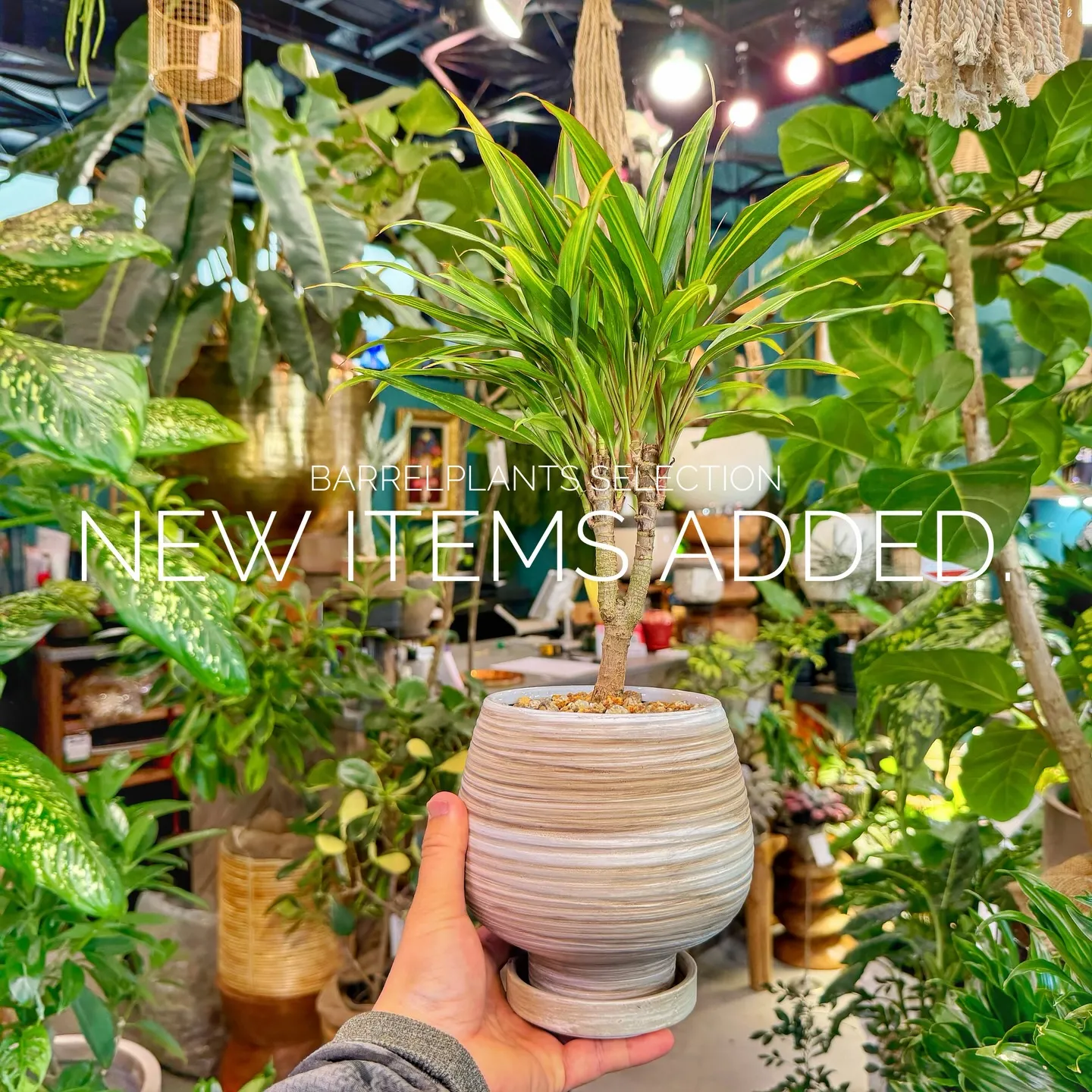 「個性派鉢、多数入荷。