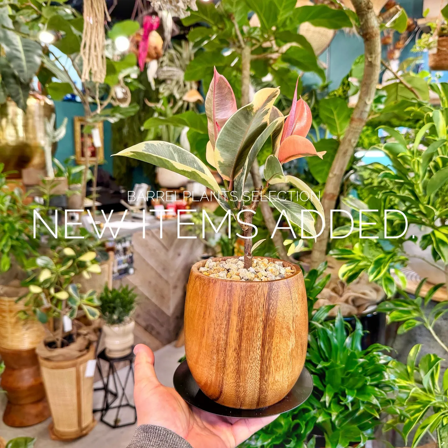 「個性派鉢、多数入荷。