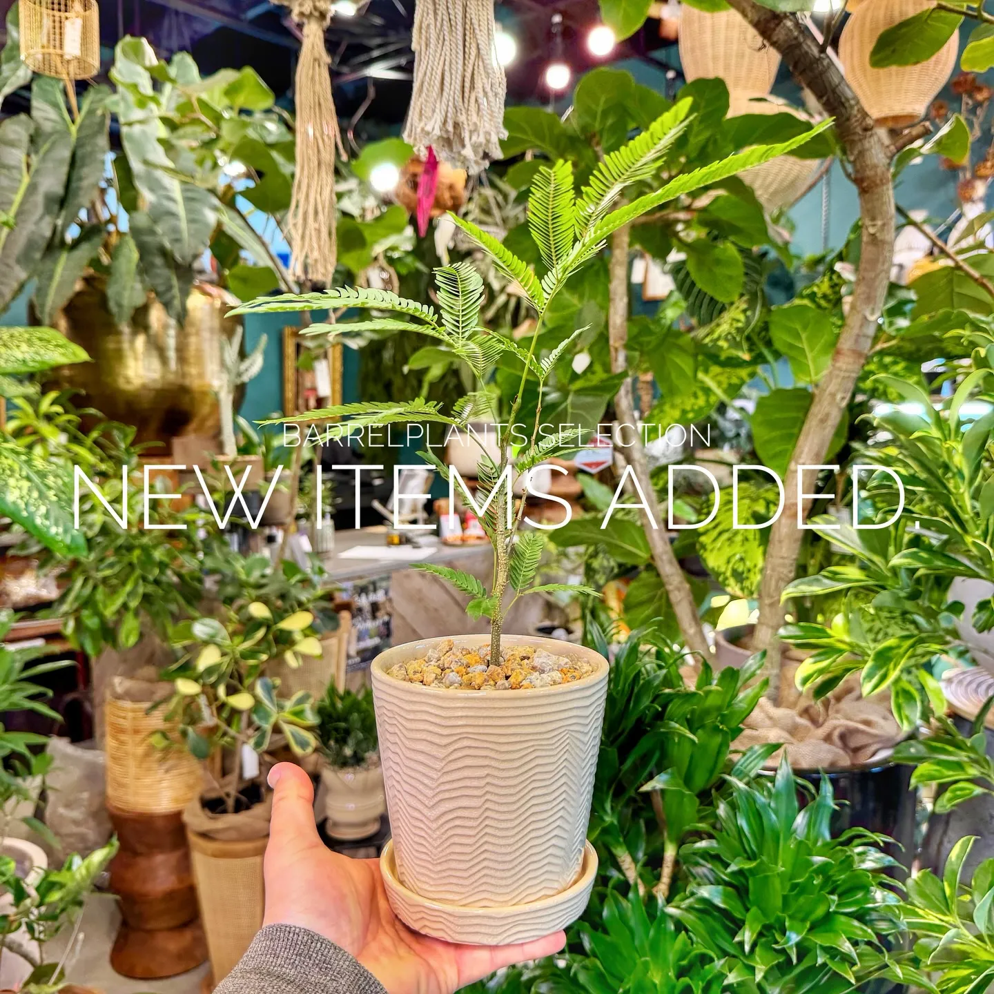 「個性派鉢、多数入荷。