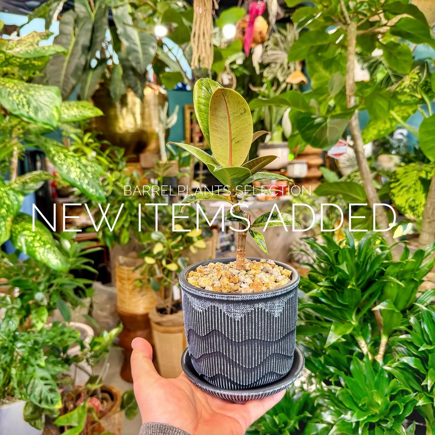 「個性派鉢、多数入荷。