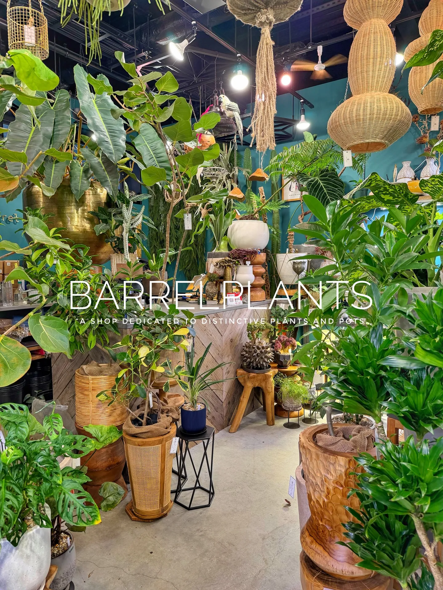 「少し模様替えして、よりバーレルプランツらしく。