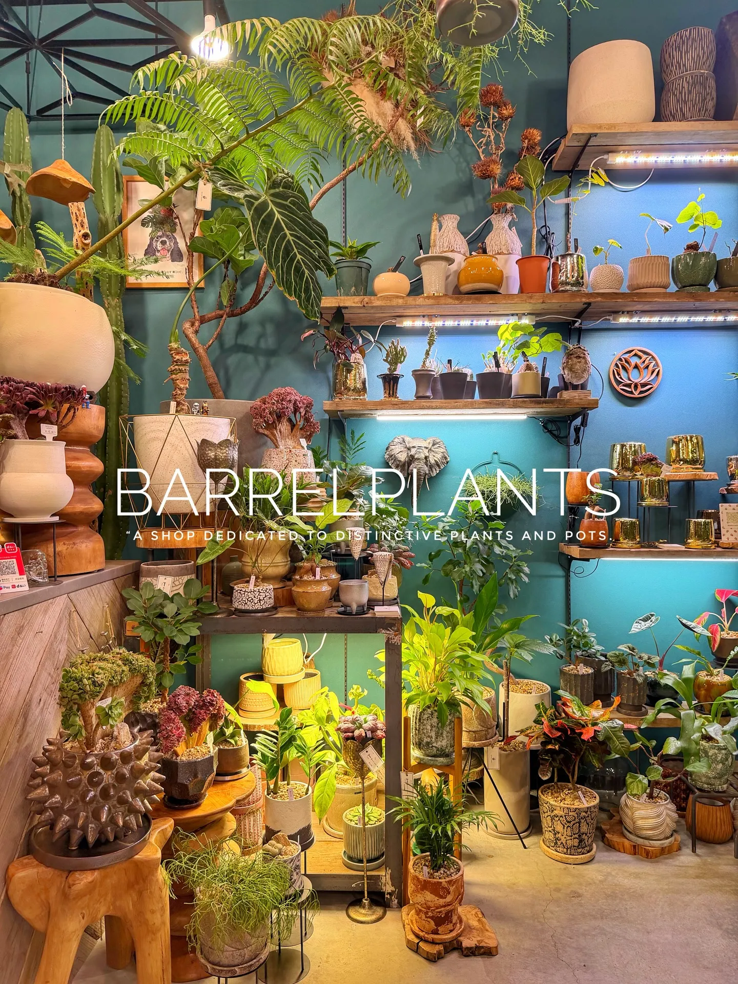 「少し模様替えして、よりバーレルプランツらしく。