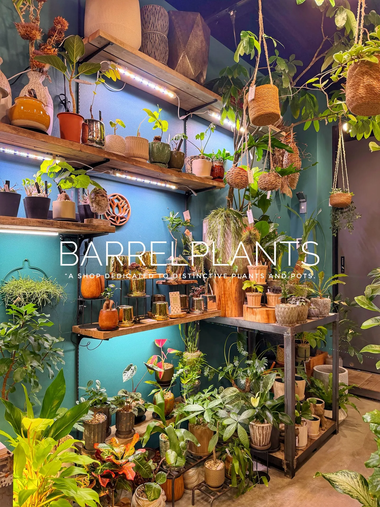 「少し模様替えして、よりバーレルプランツらしく。