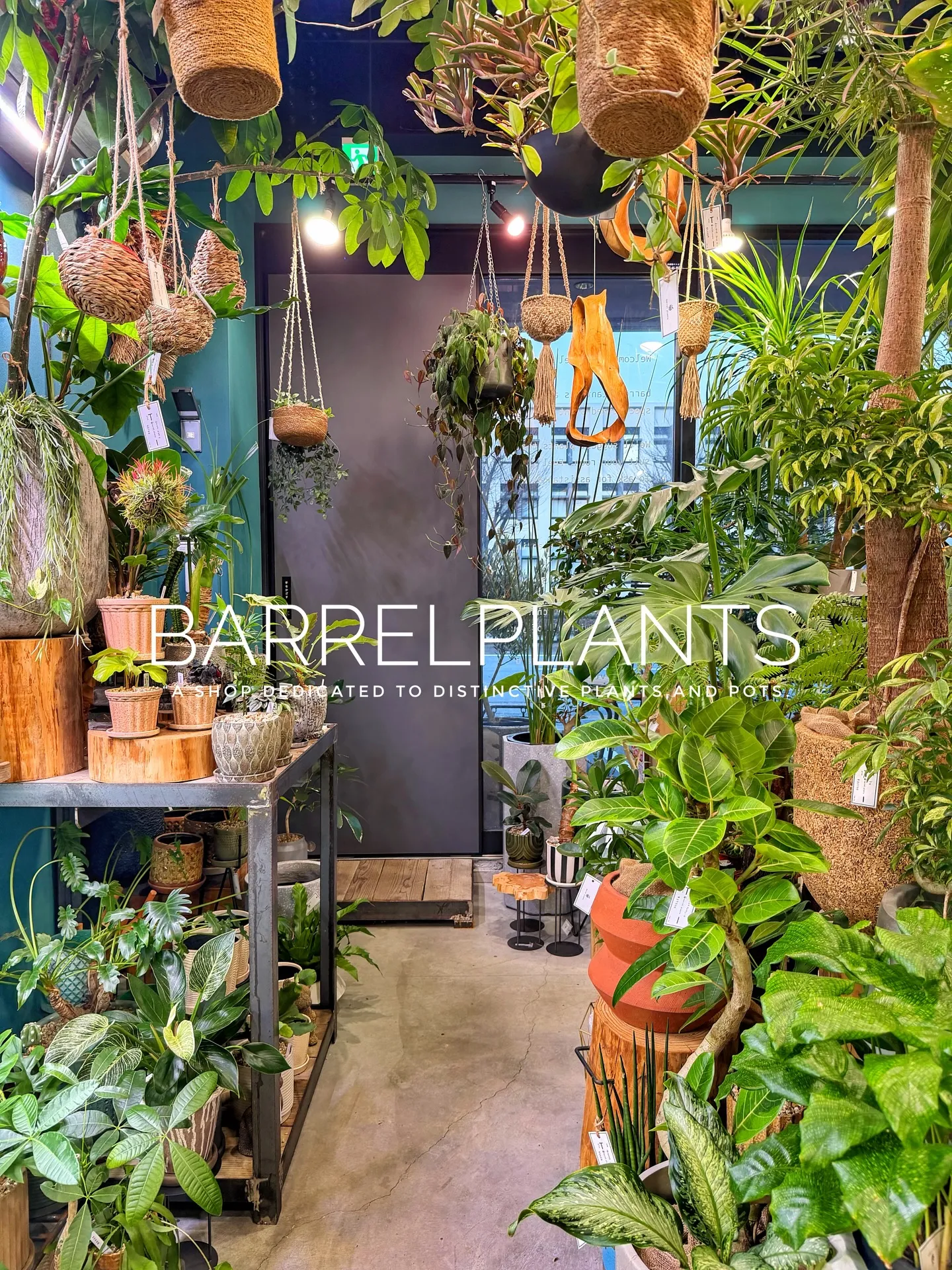 「少し模様替えして、よりバーレルプランツらしく。