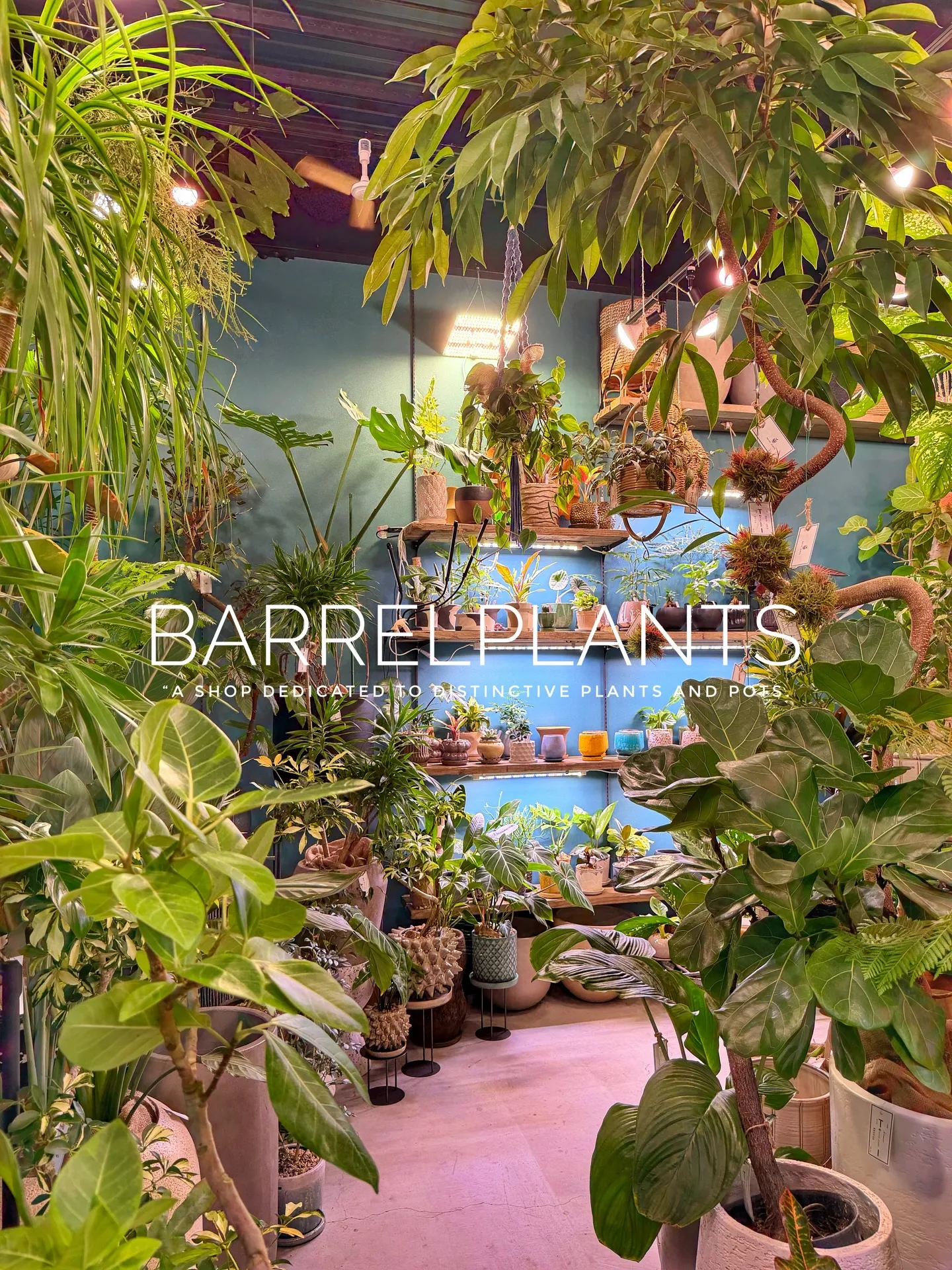 「少し模様替えして、よりバーレルプランツらしく。