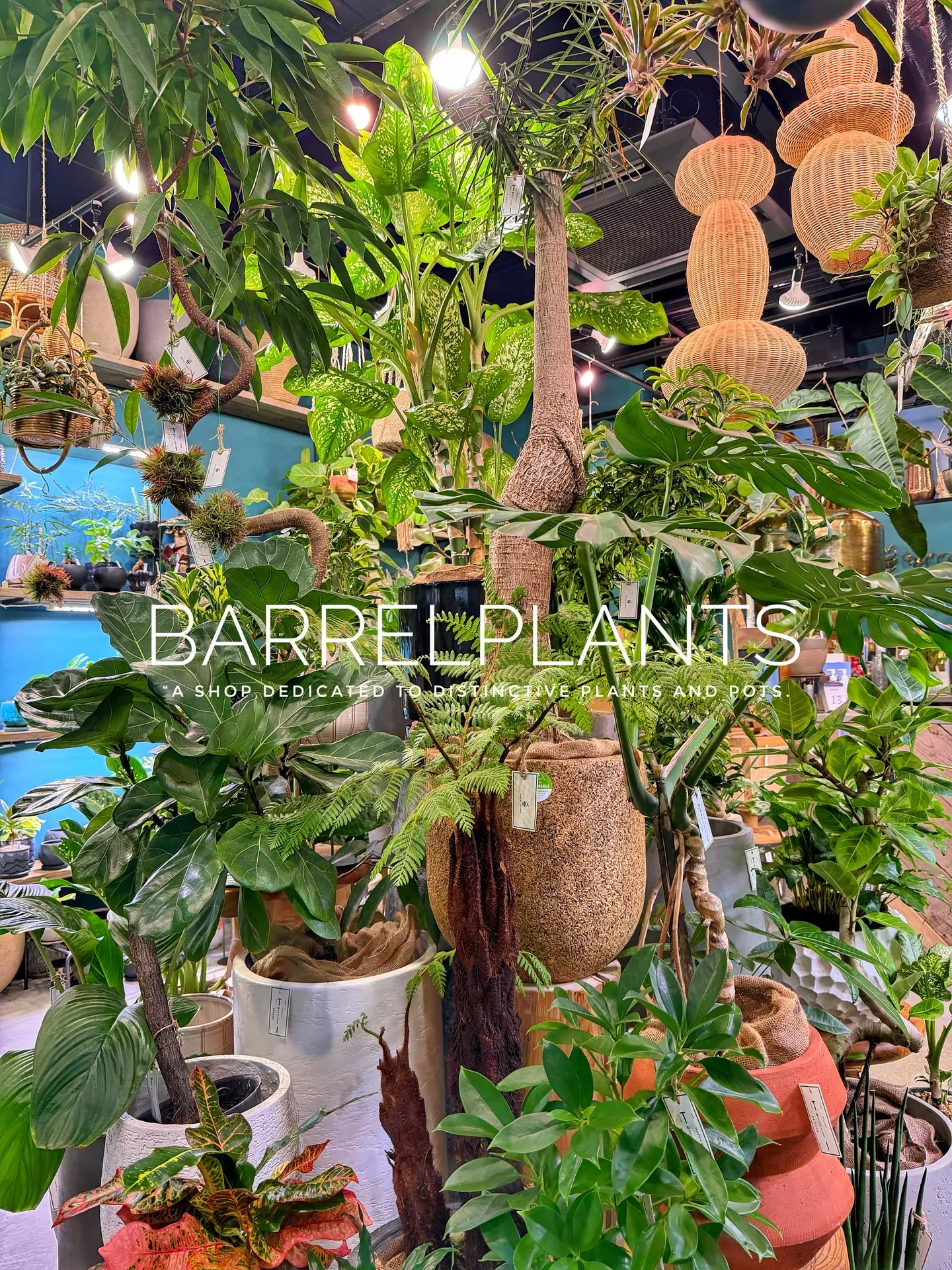 「少し模様替えして、よりバーレルプランツらしく。