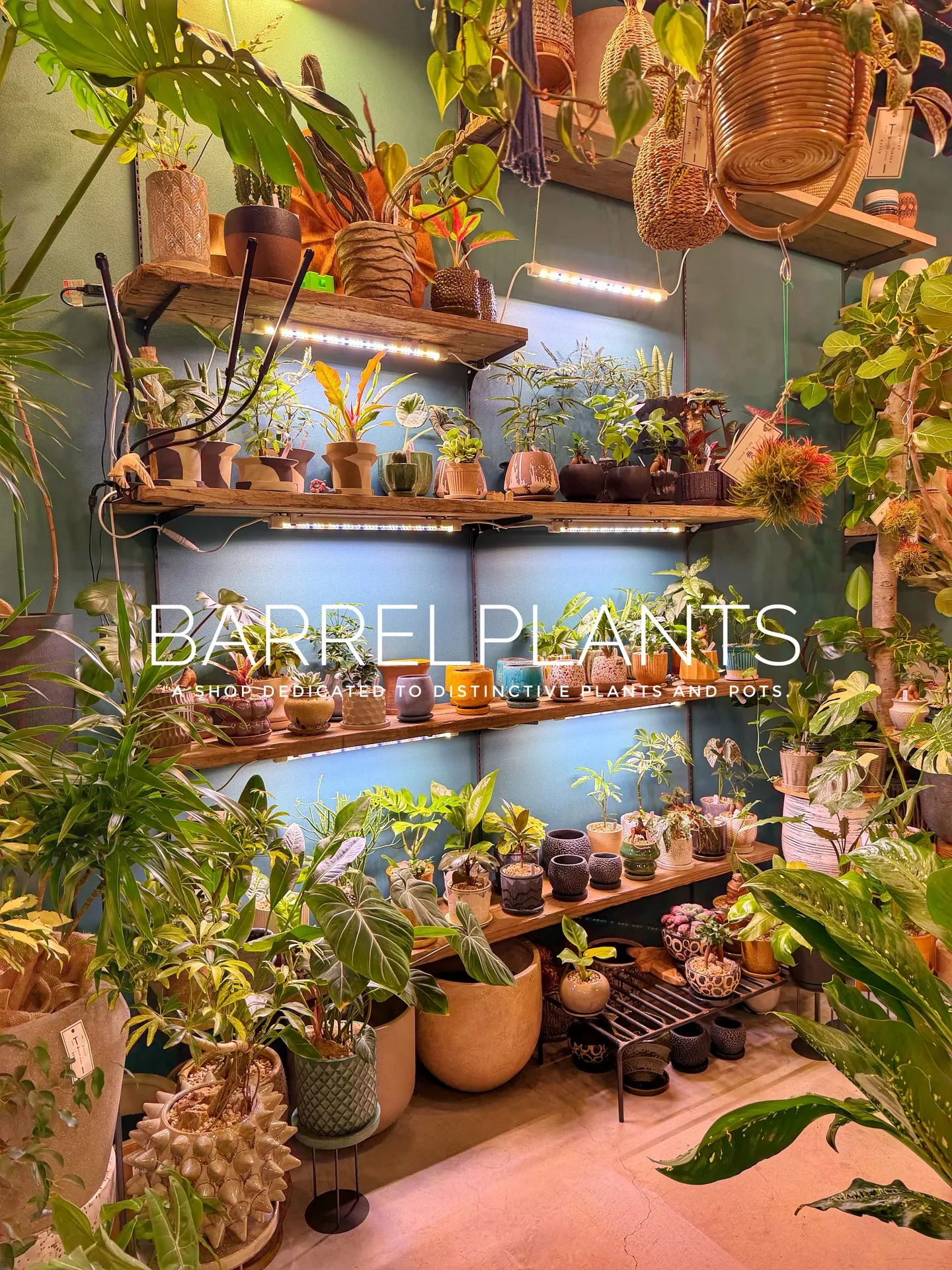 「少し模様替えして、よりバーレルプランツらしく。