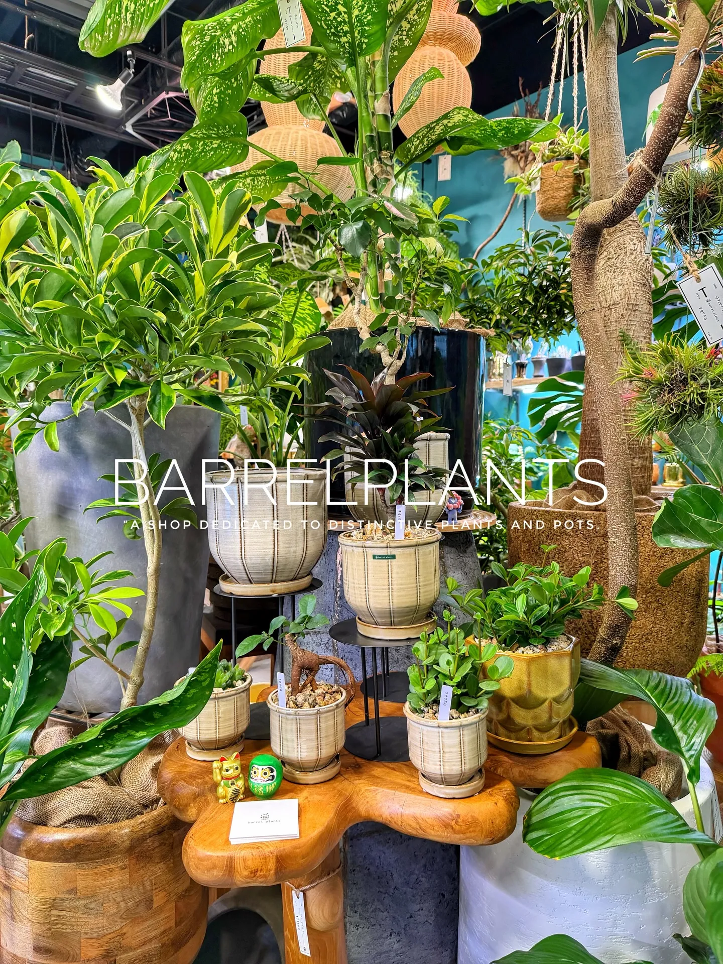 「少し模様替えして、よりバーレルプランツらしく。