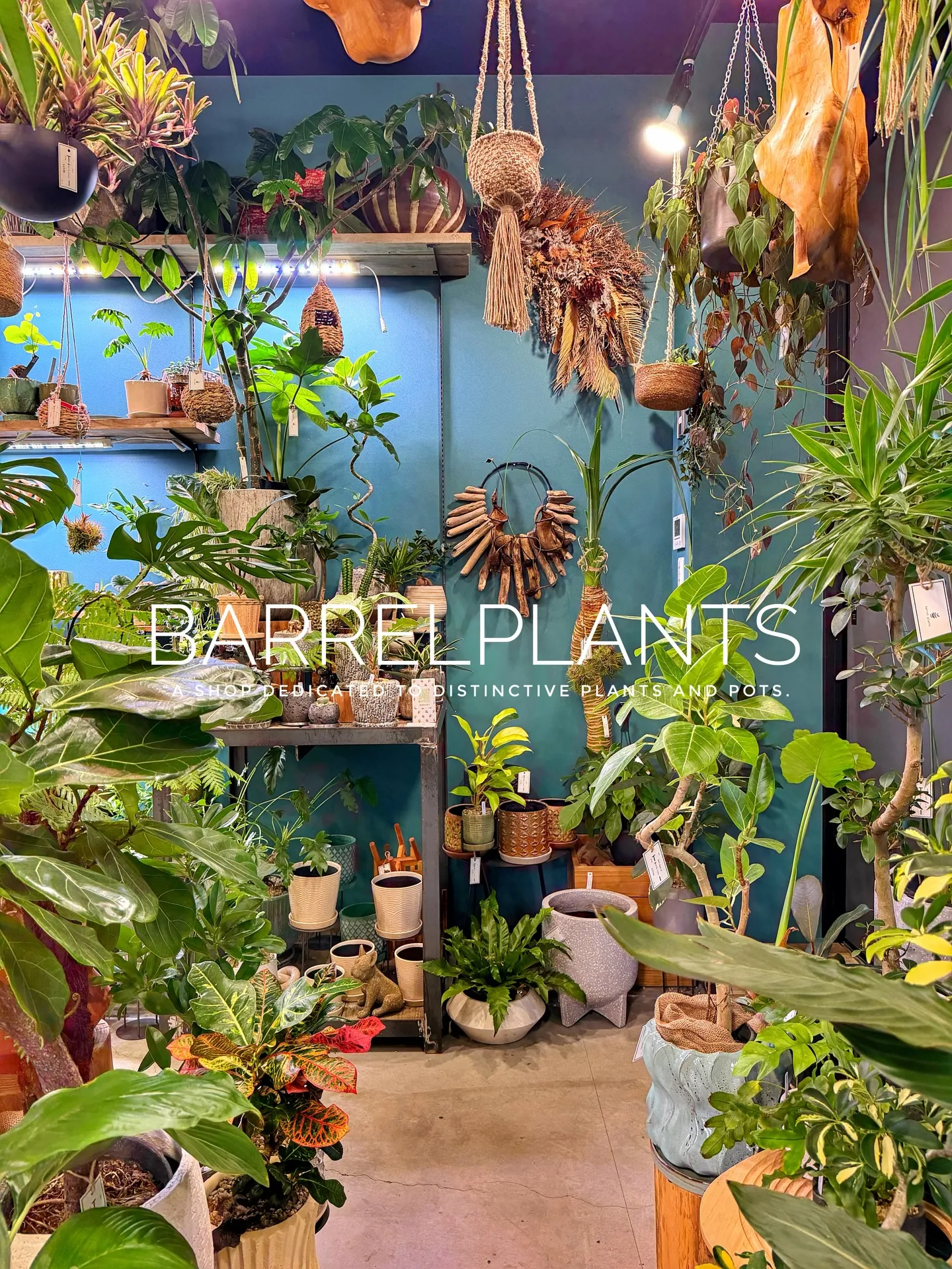 「少し模様替えして、よりバーレルプランツらしく。