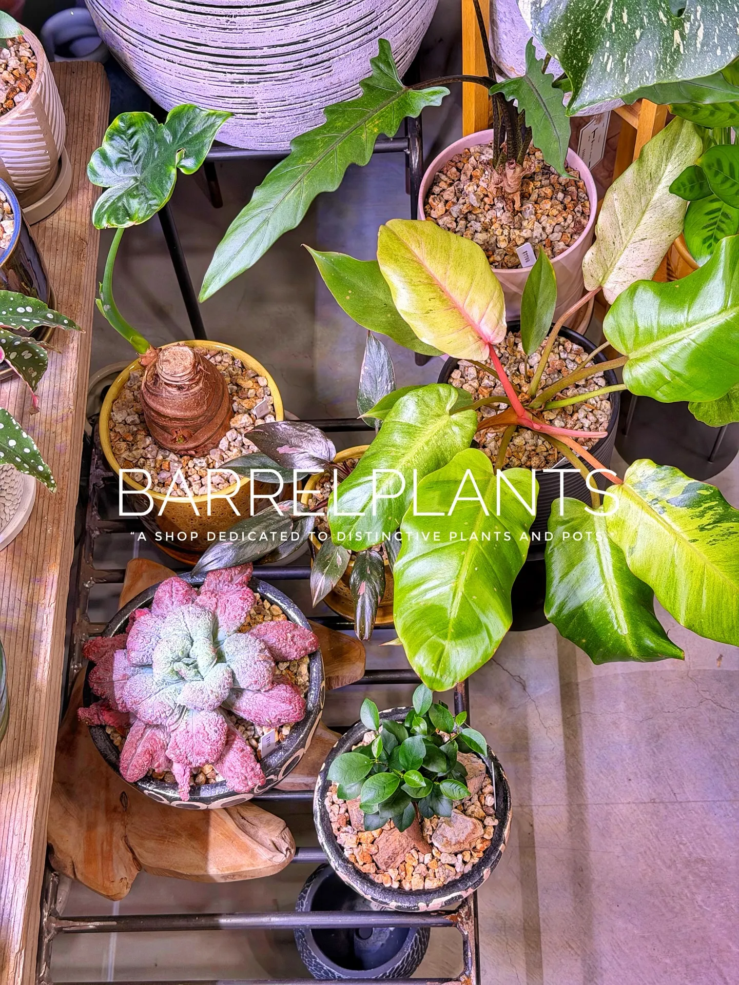 「少し模様替えして、よりバーレルプランツらしく。