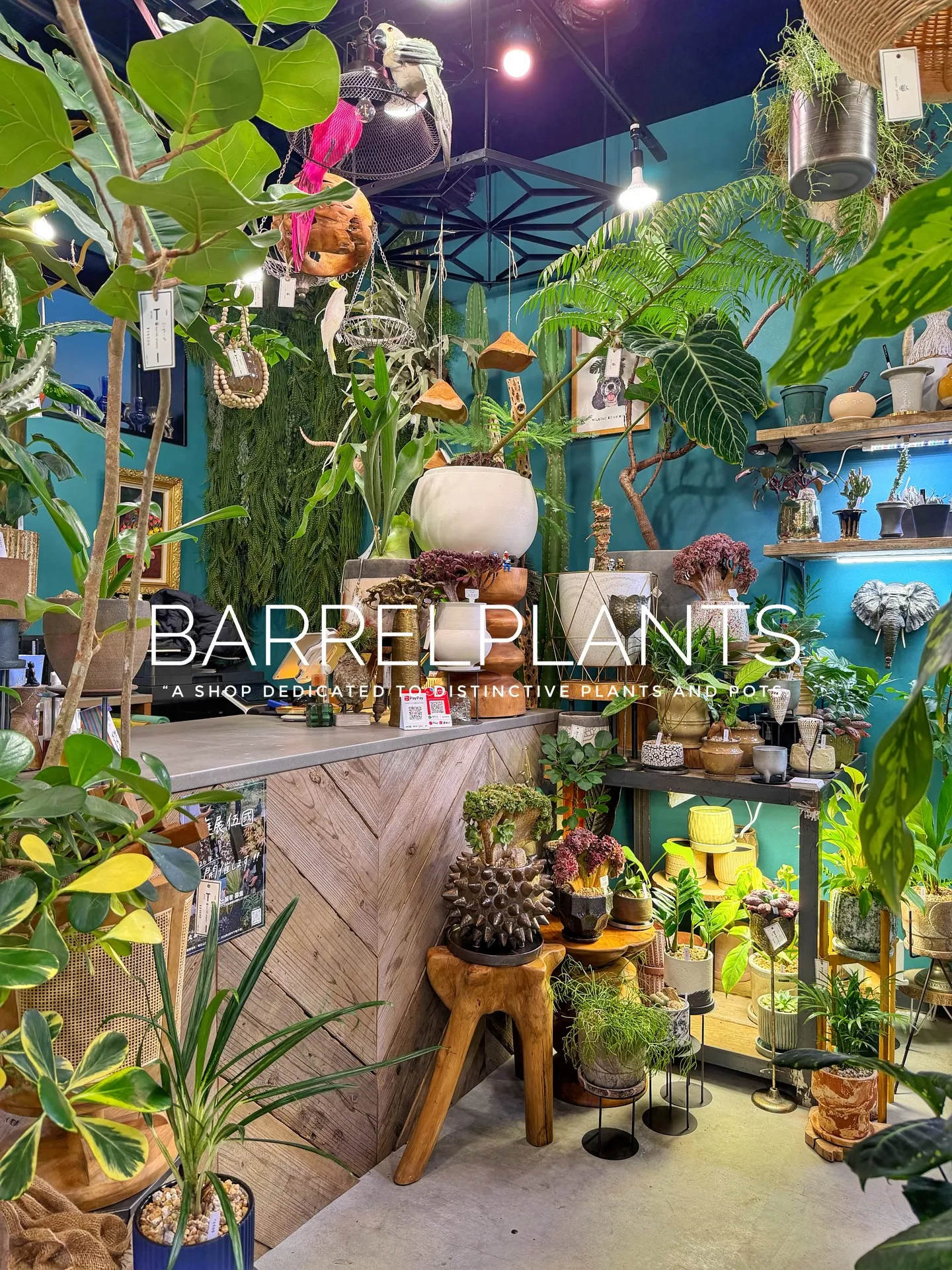 「少し模様替えして、よりバーレルプランツらしく。