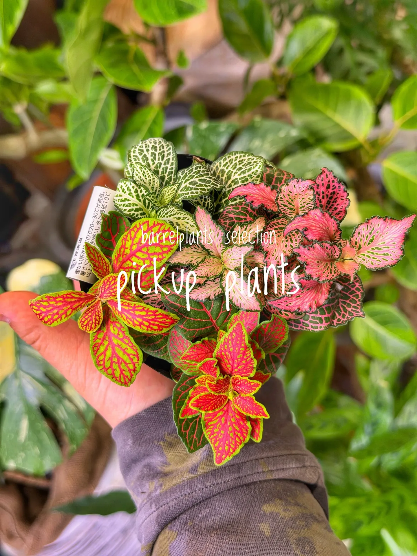 店内がさらに賑やかになる植物たち、届きました。