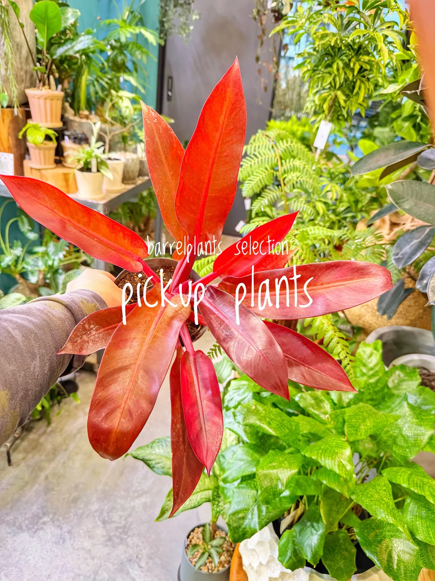 店内がさらに賑やかになる植物たち、届きました。