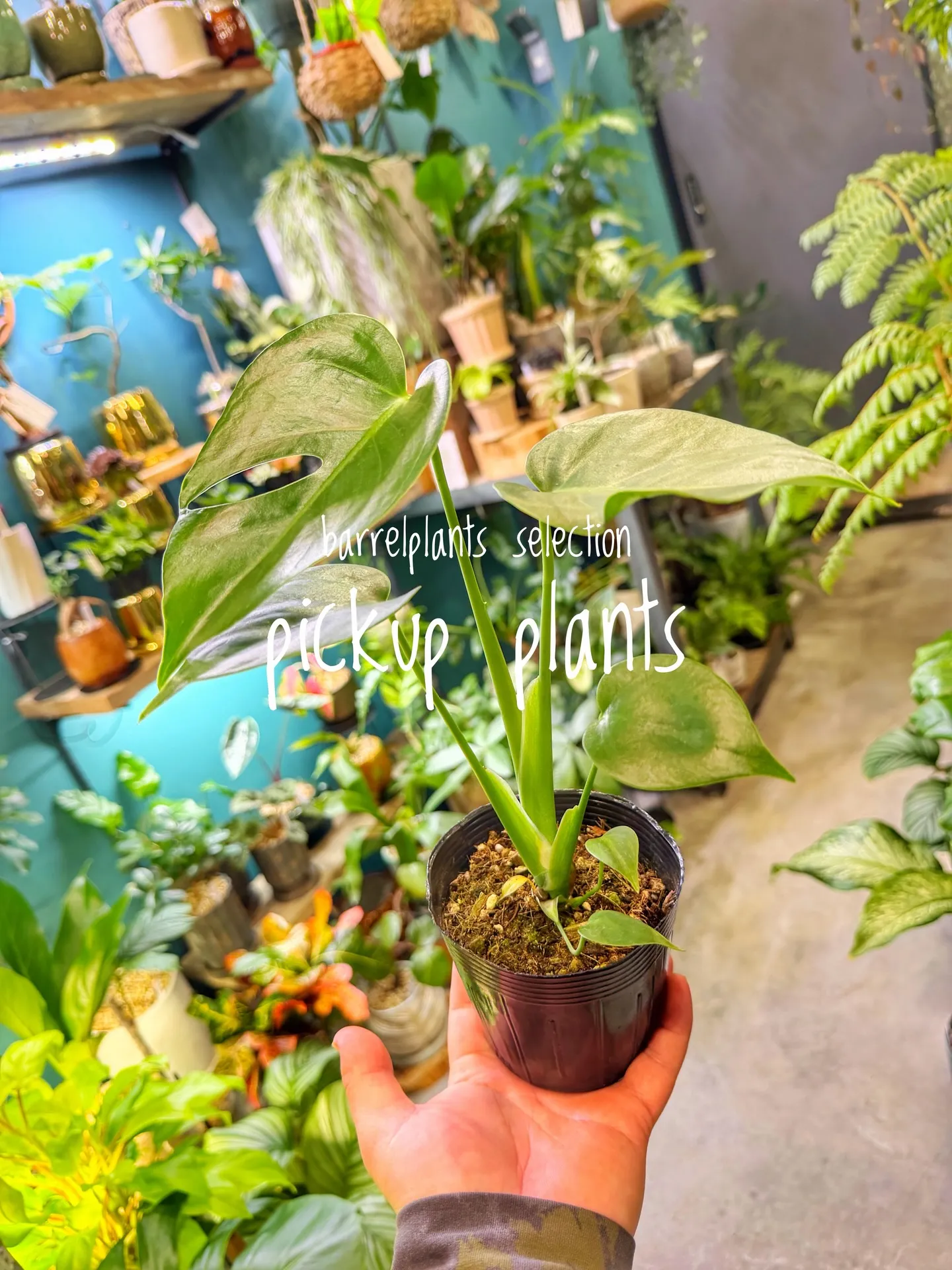 店内がさらに賑やかになる植物たち、届きました。