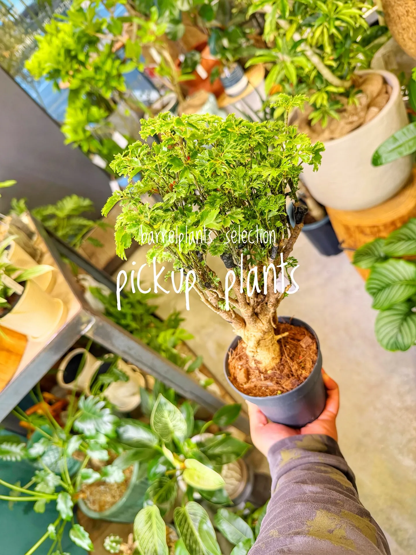 店内がさらに賑やかになる植物たち、届きました。