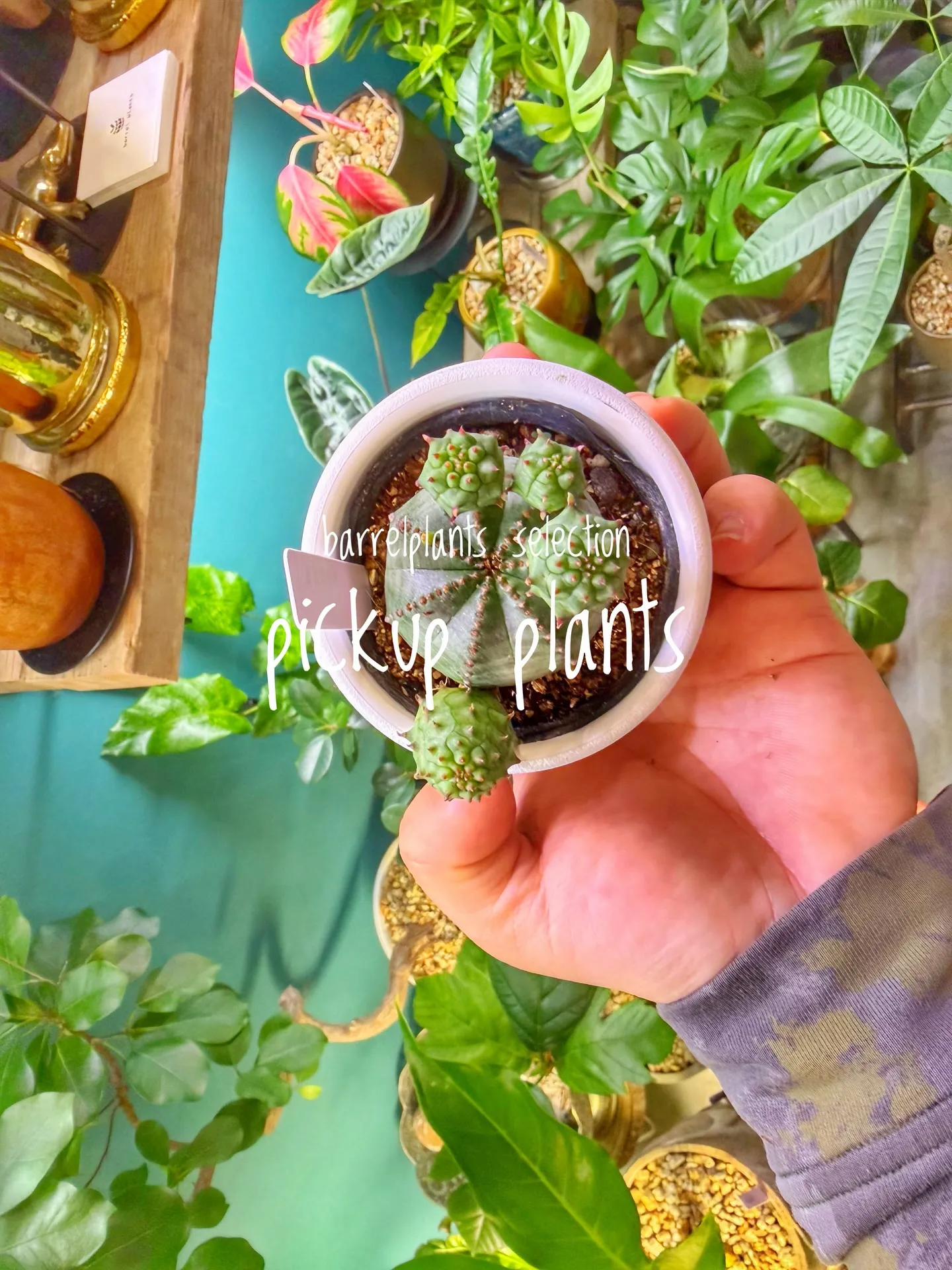 店内がさらに賑やかになる植物たち、届きました。