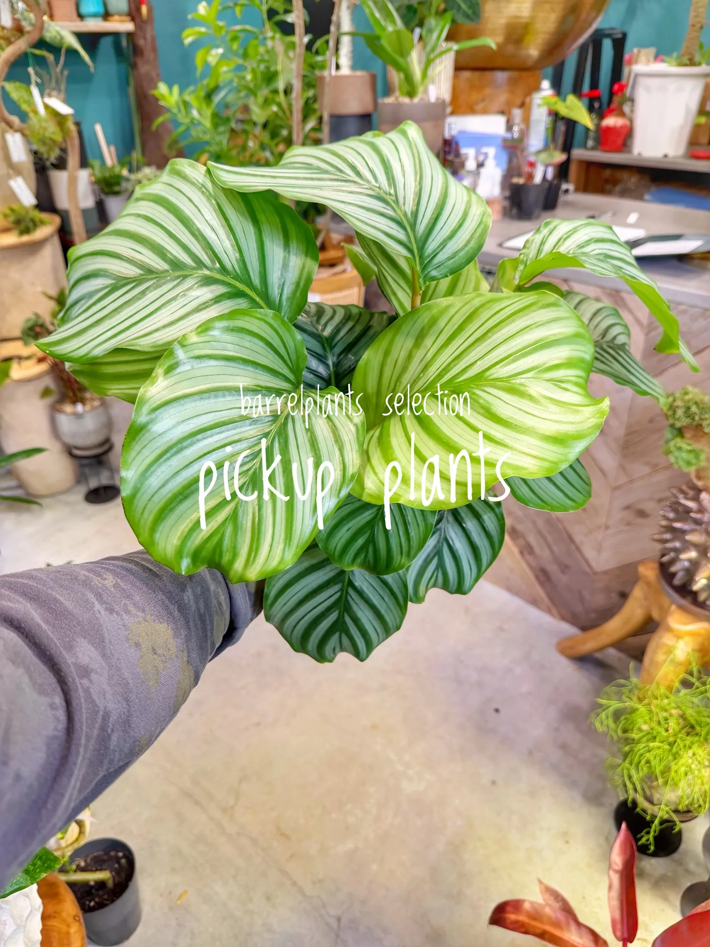 店内がさらに賑やかになる植物たち、届きました。