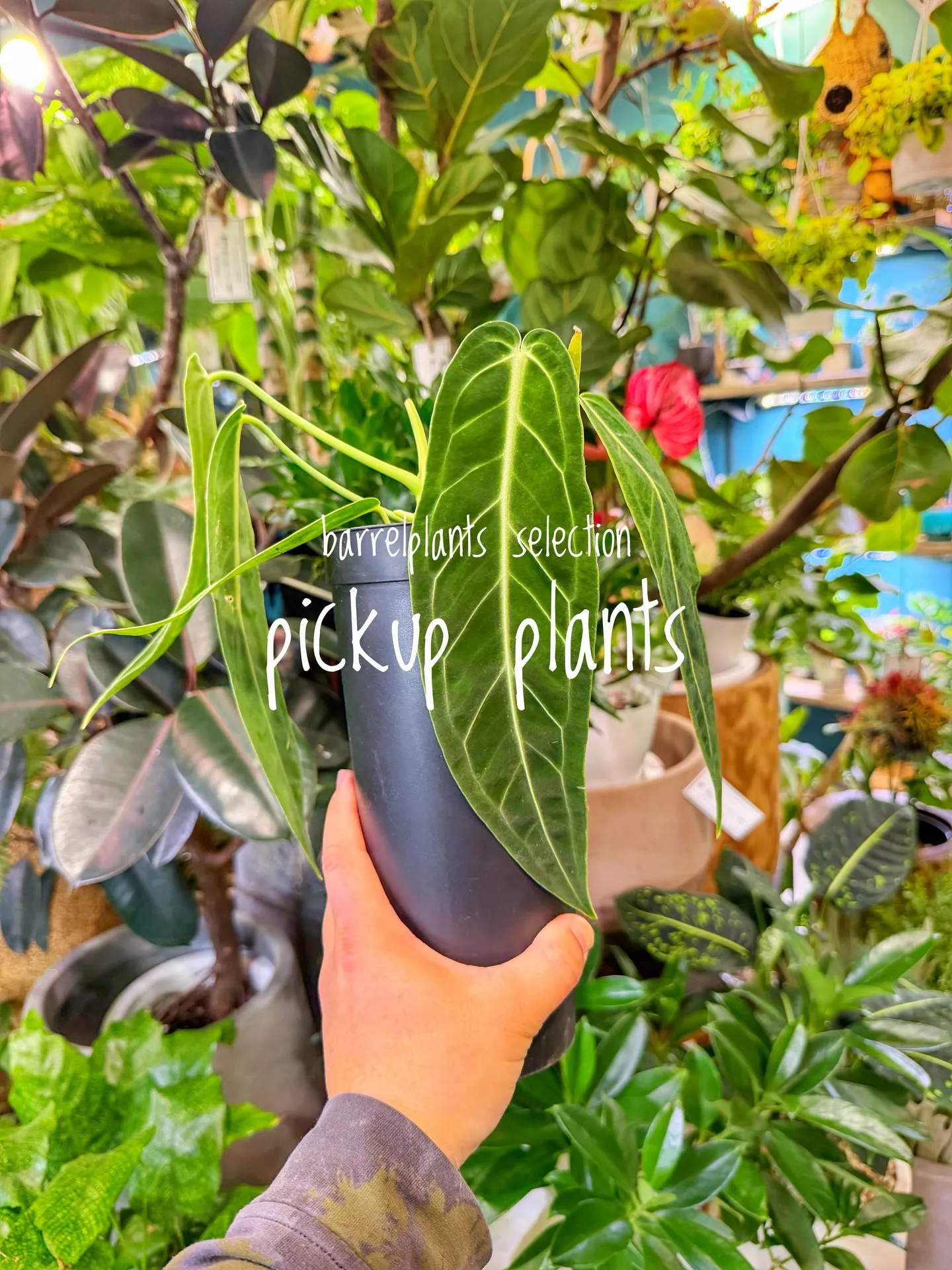 店内がさらに賑やかになる植物たち、届きました。