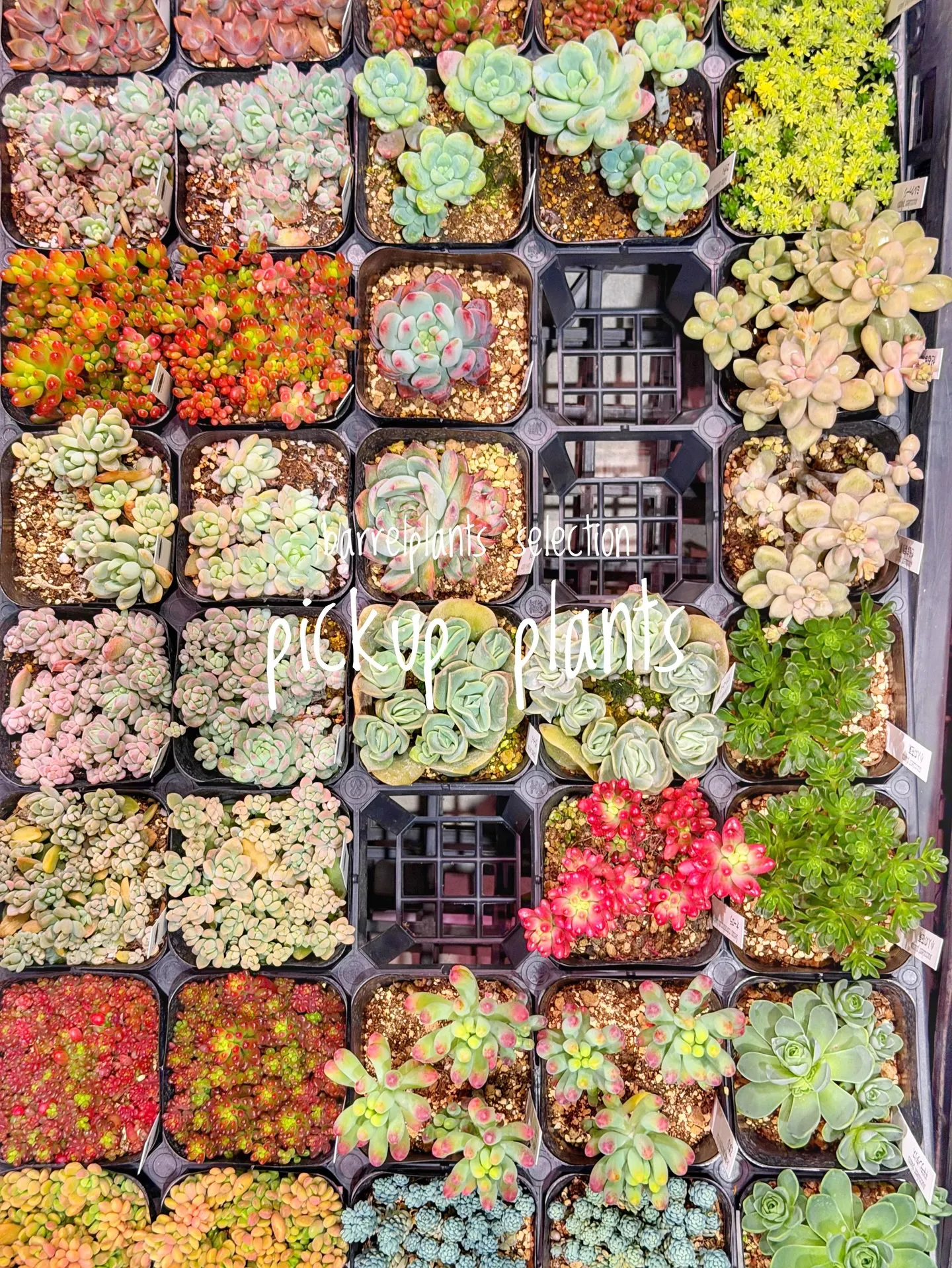 店内がさらに賑やかになる植物たち、届きました。