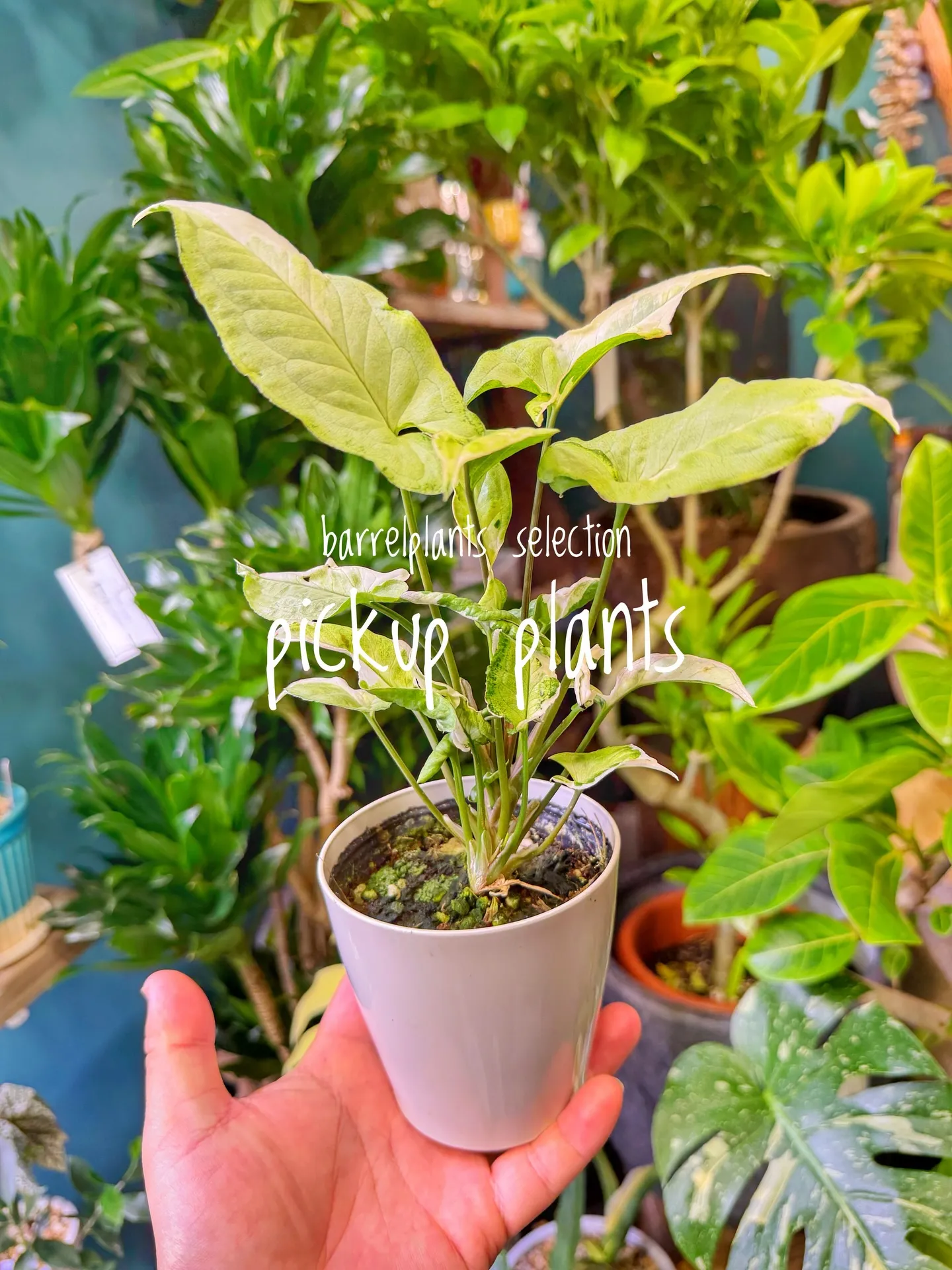 店内がさらに賑やかになる植物たち、届きました。