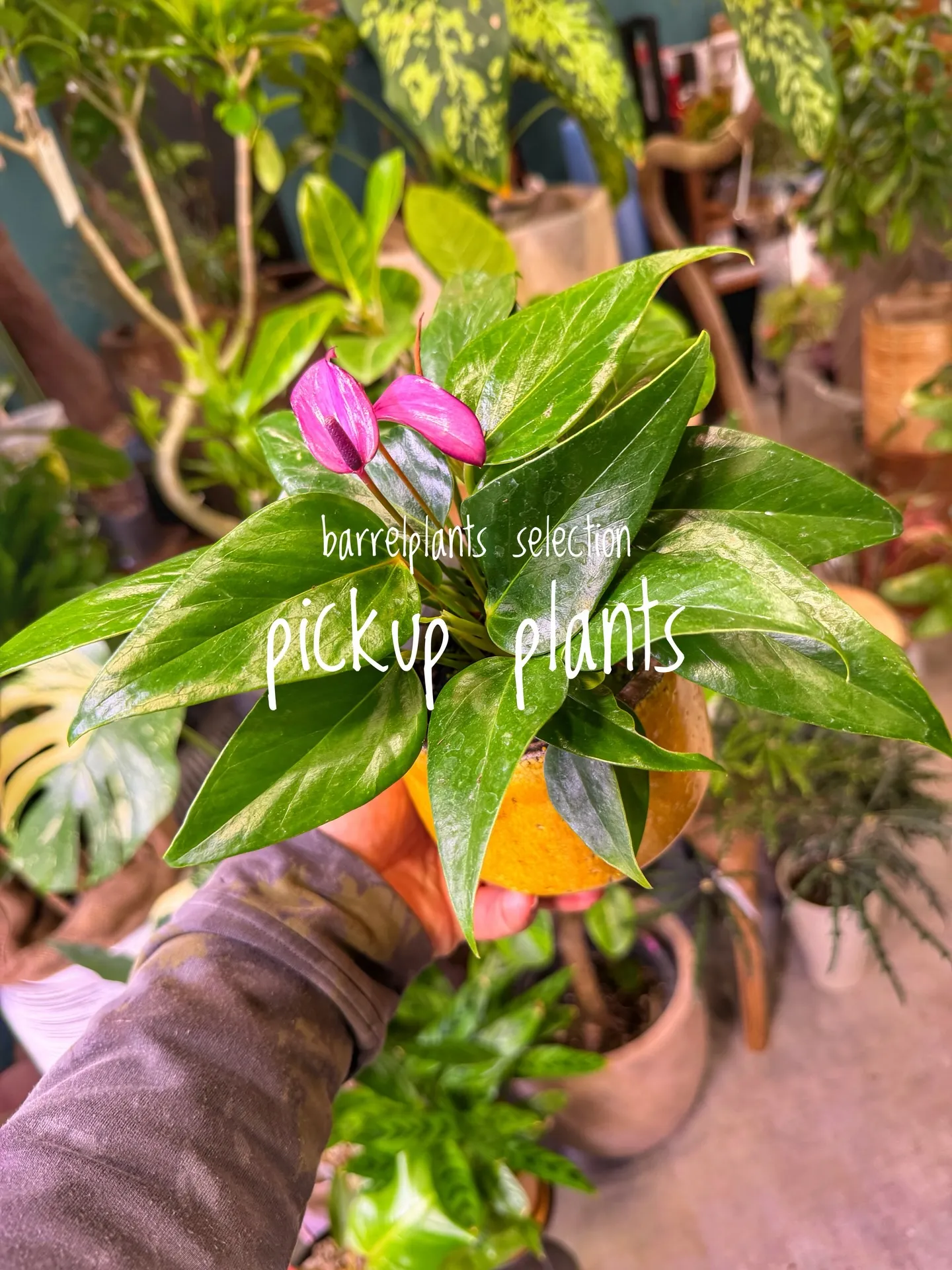 店内がさらに賑やかになる植物たち、届きました。