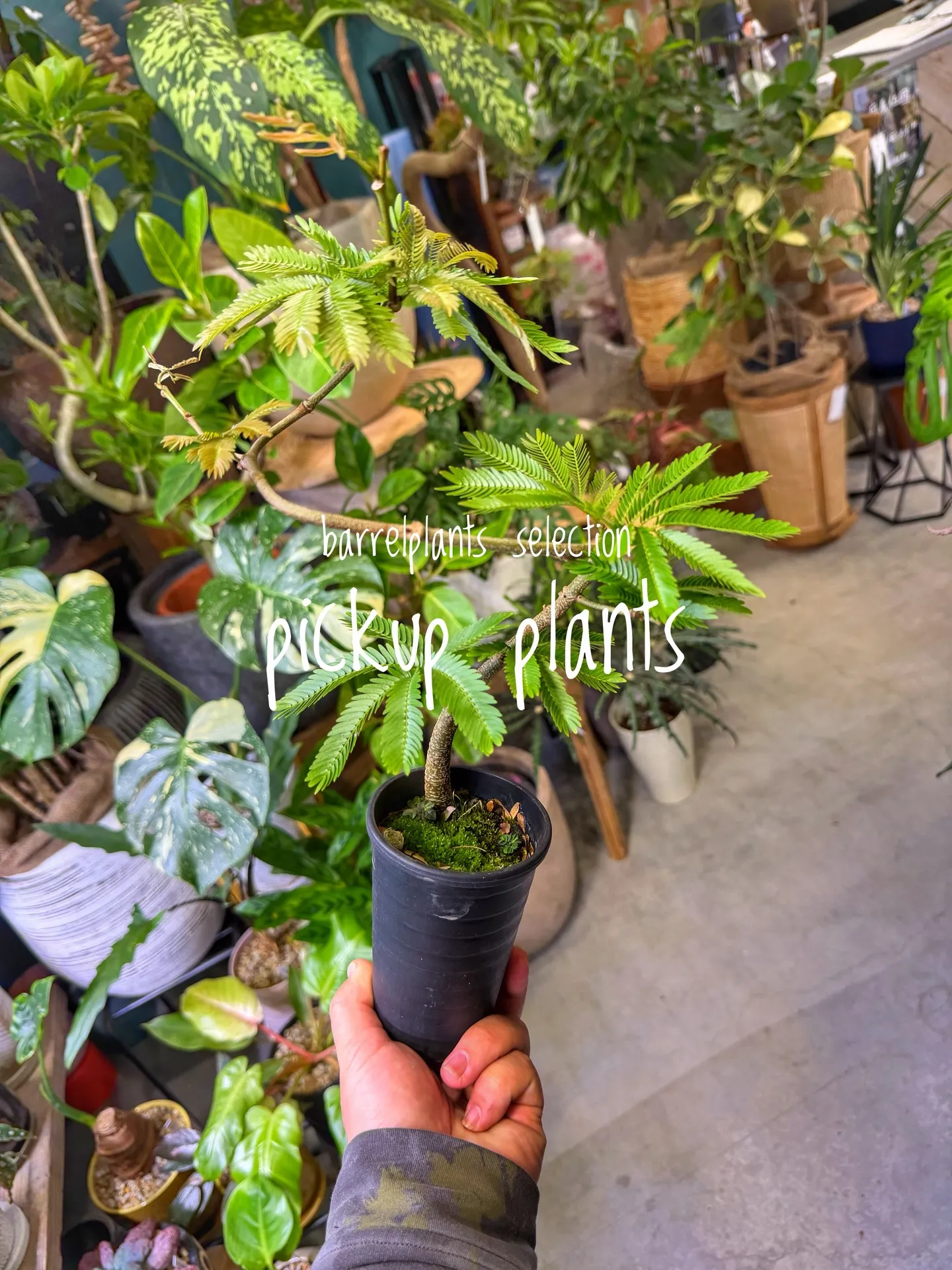 店内がさらに賑やかになる植物たち、届きました。