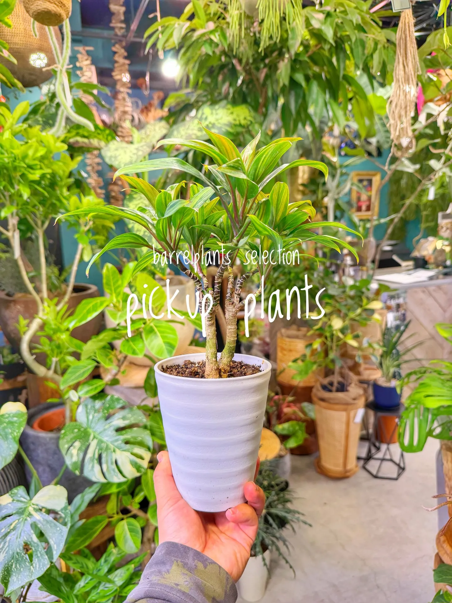 店内がさらに賑やかになる植物たち、届きました。