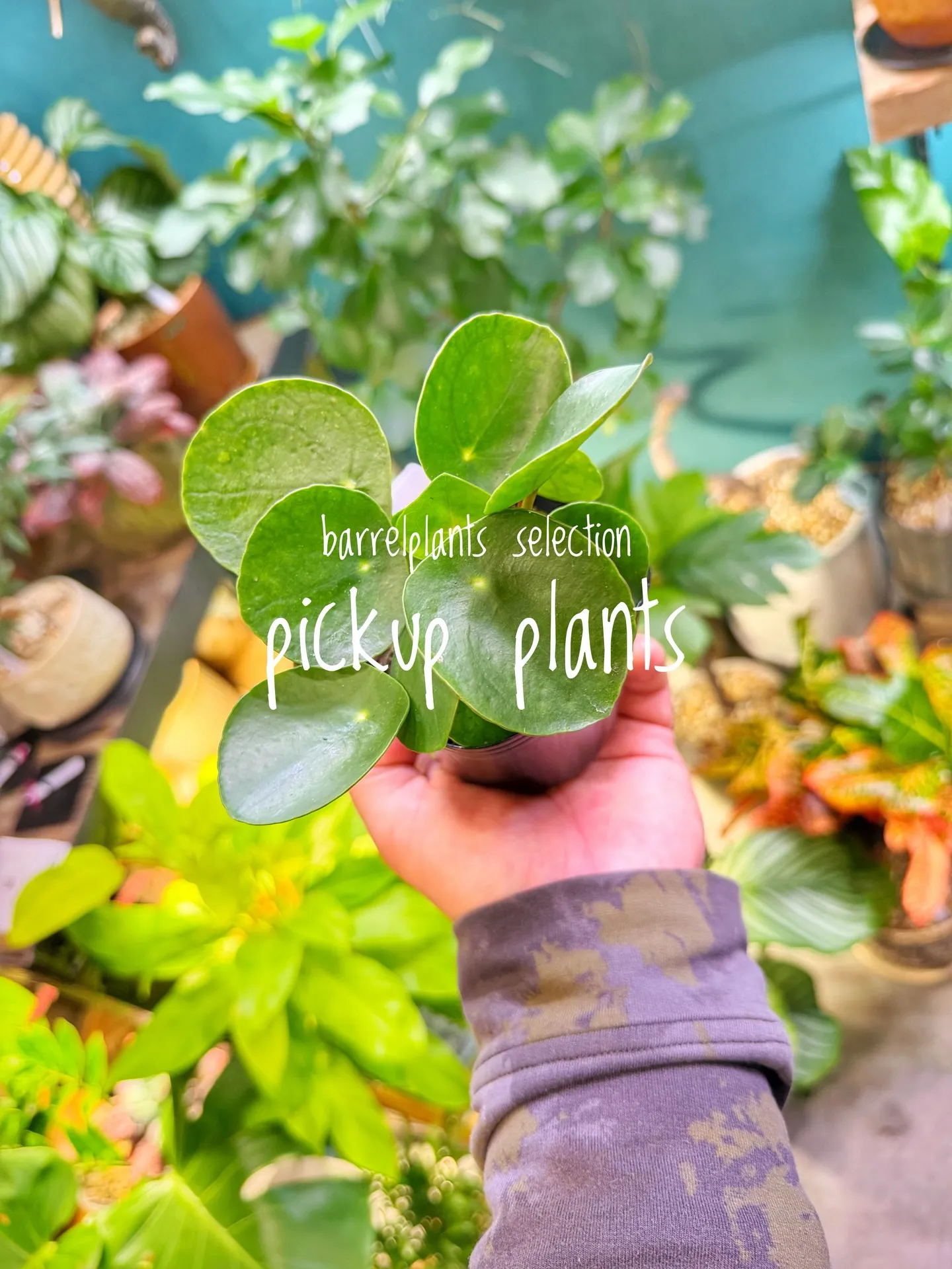 店内がさらに賑やかになる植物たち、届きました。