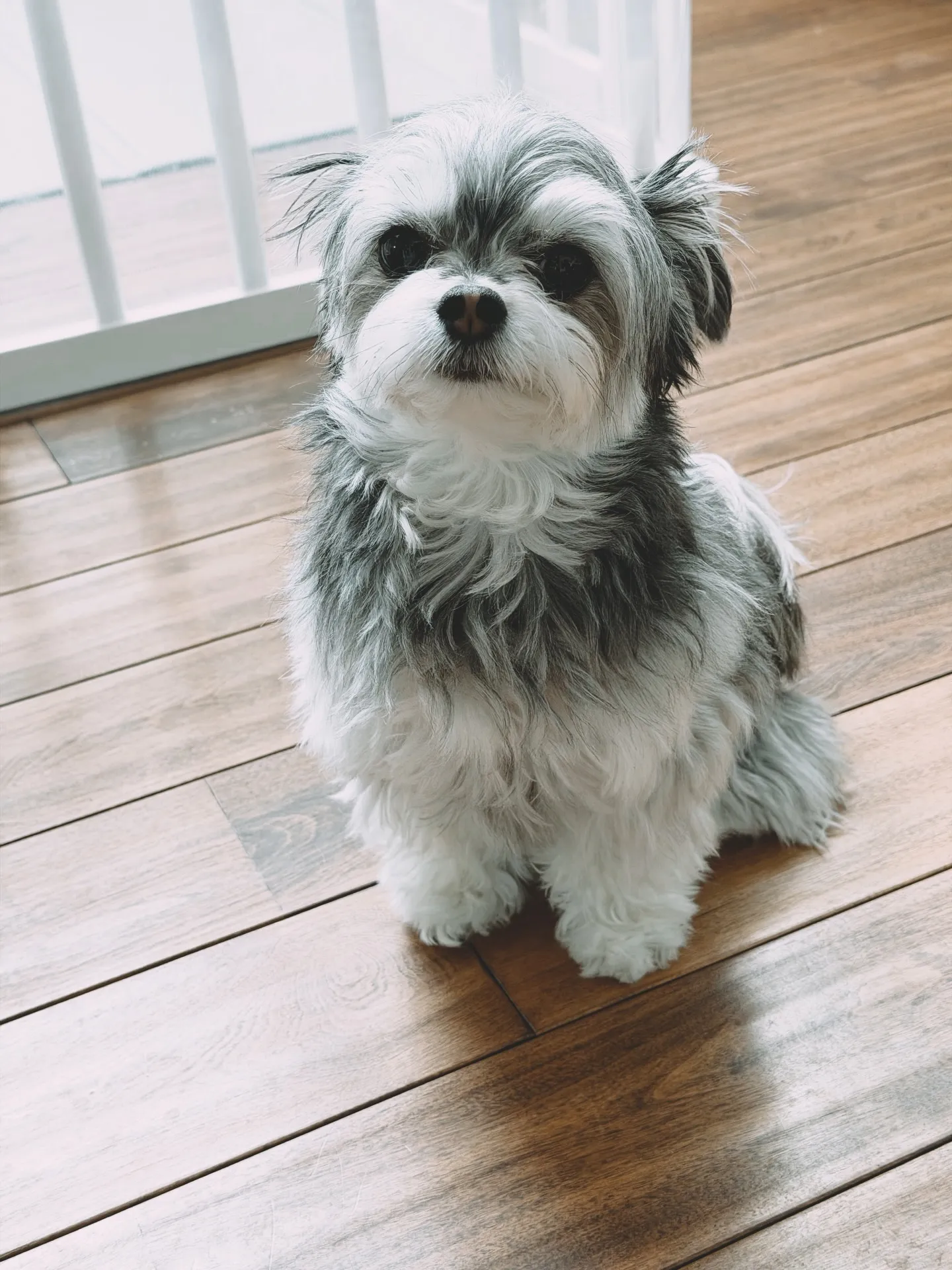 【本日、人気のイチゴ鉢、ところにより「植物と素敵なお客様の日...