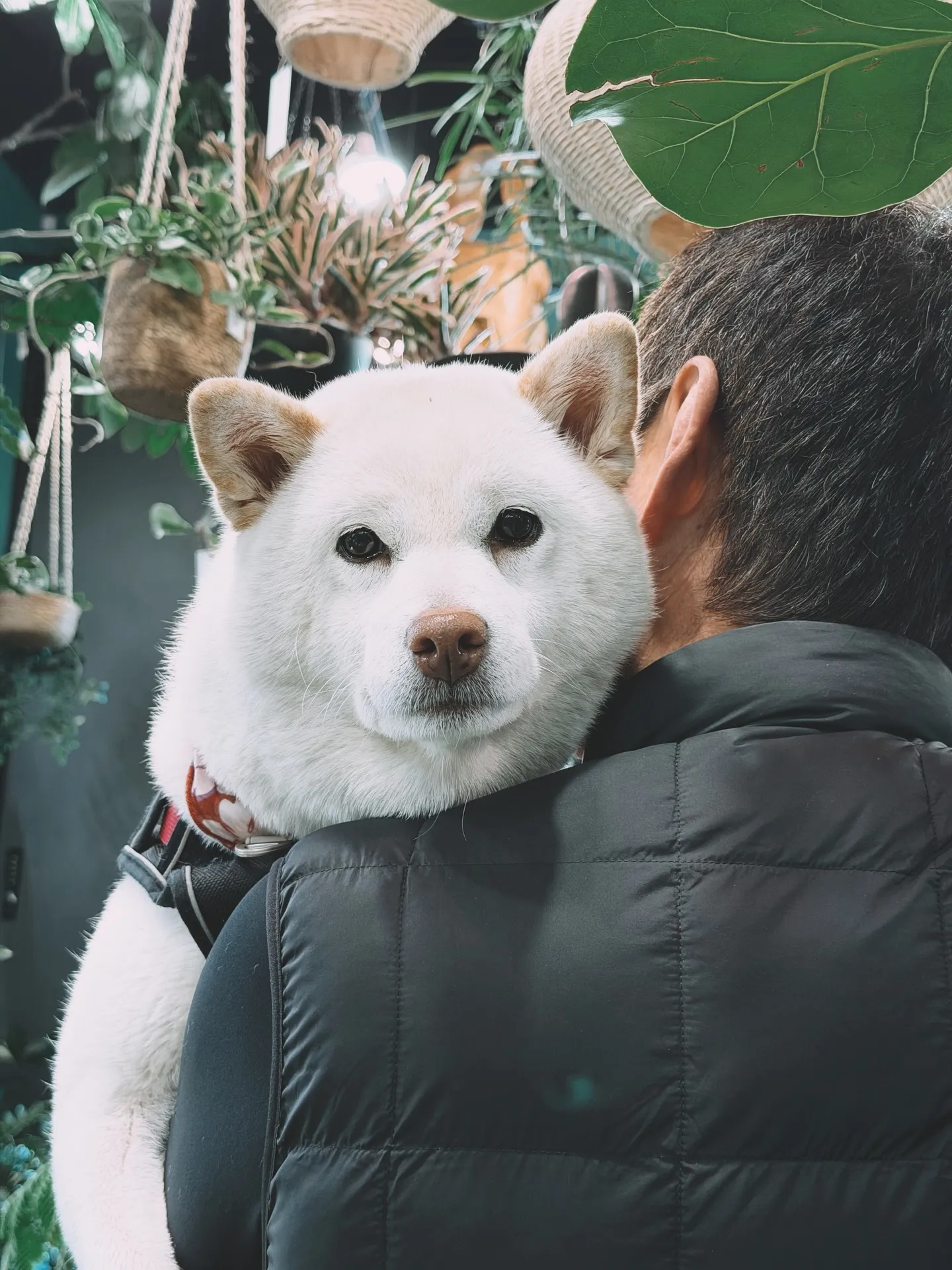 【本日、人気のイチゴ鉢、ところにより「植物と素敵なお客様の日...
