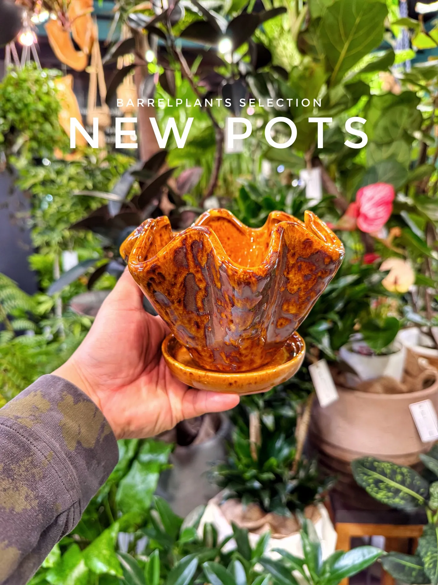 新作ポット、到着しました。