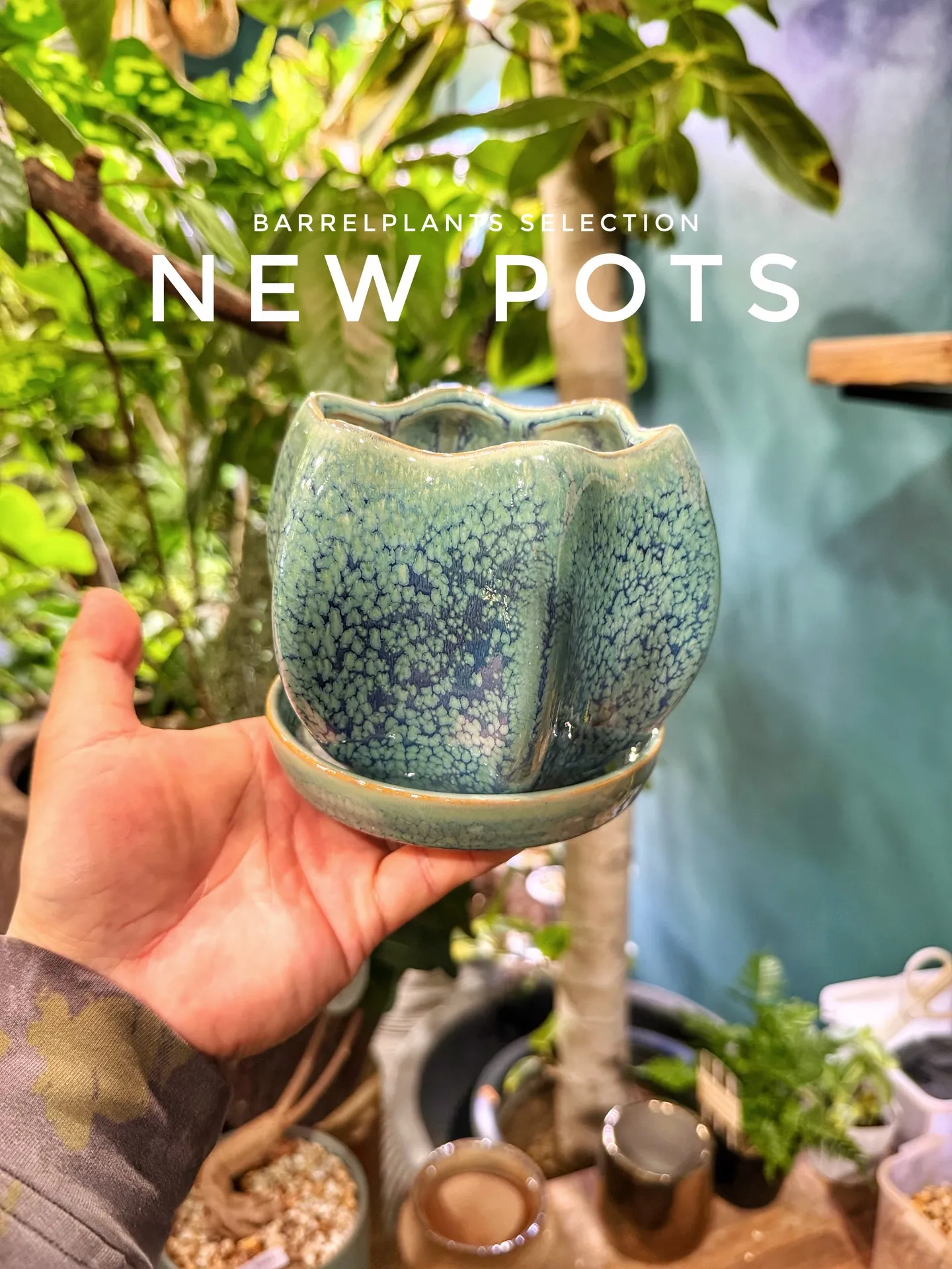 新作ポット、到着しました。