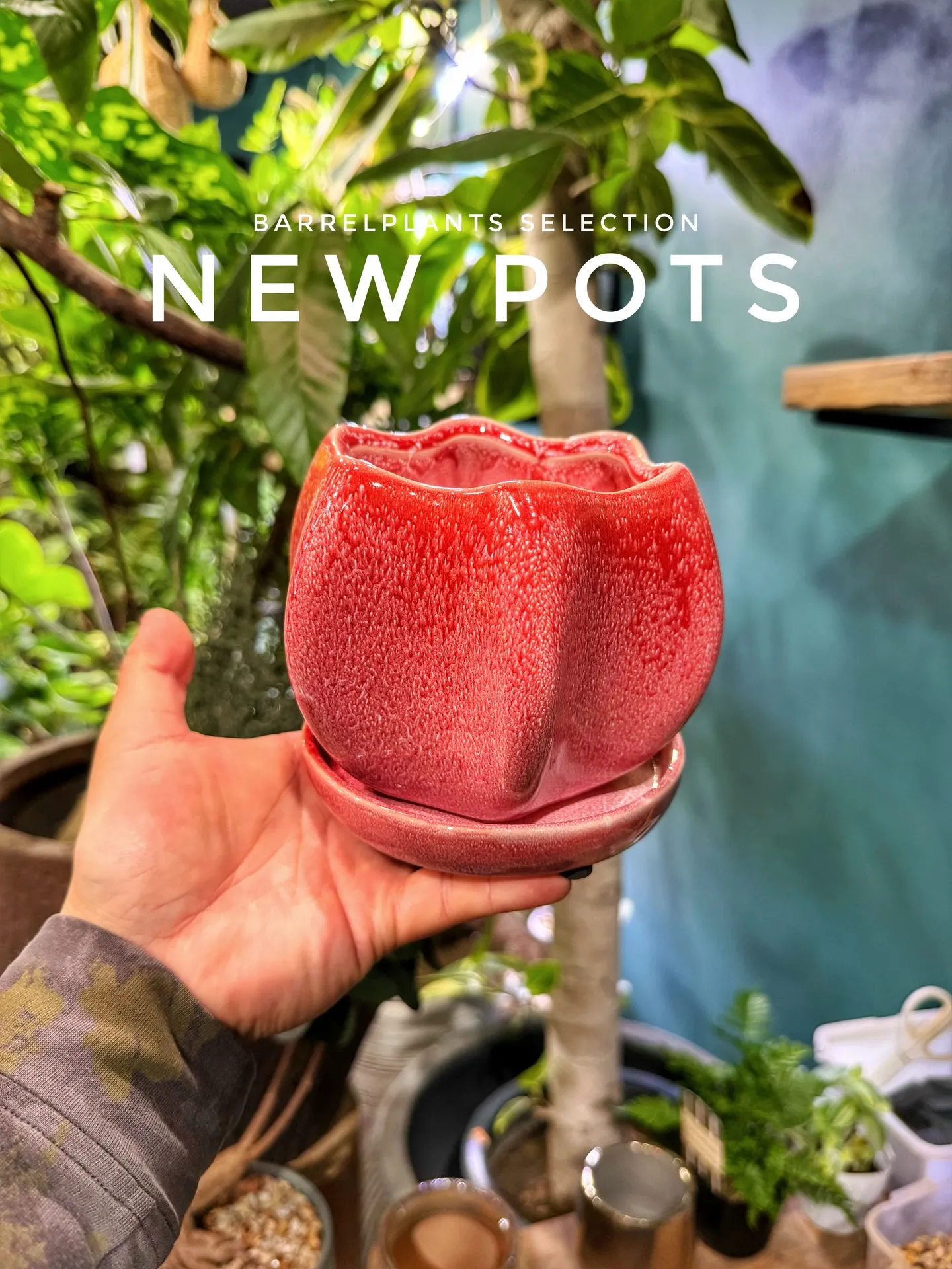 新作ポット、到着しました。