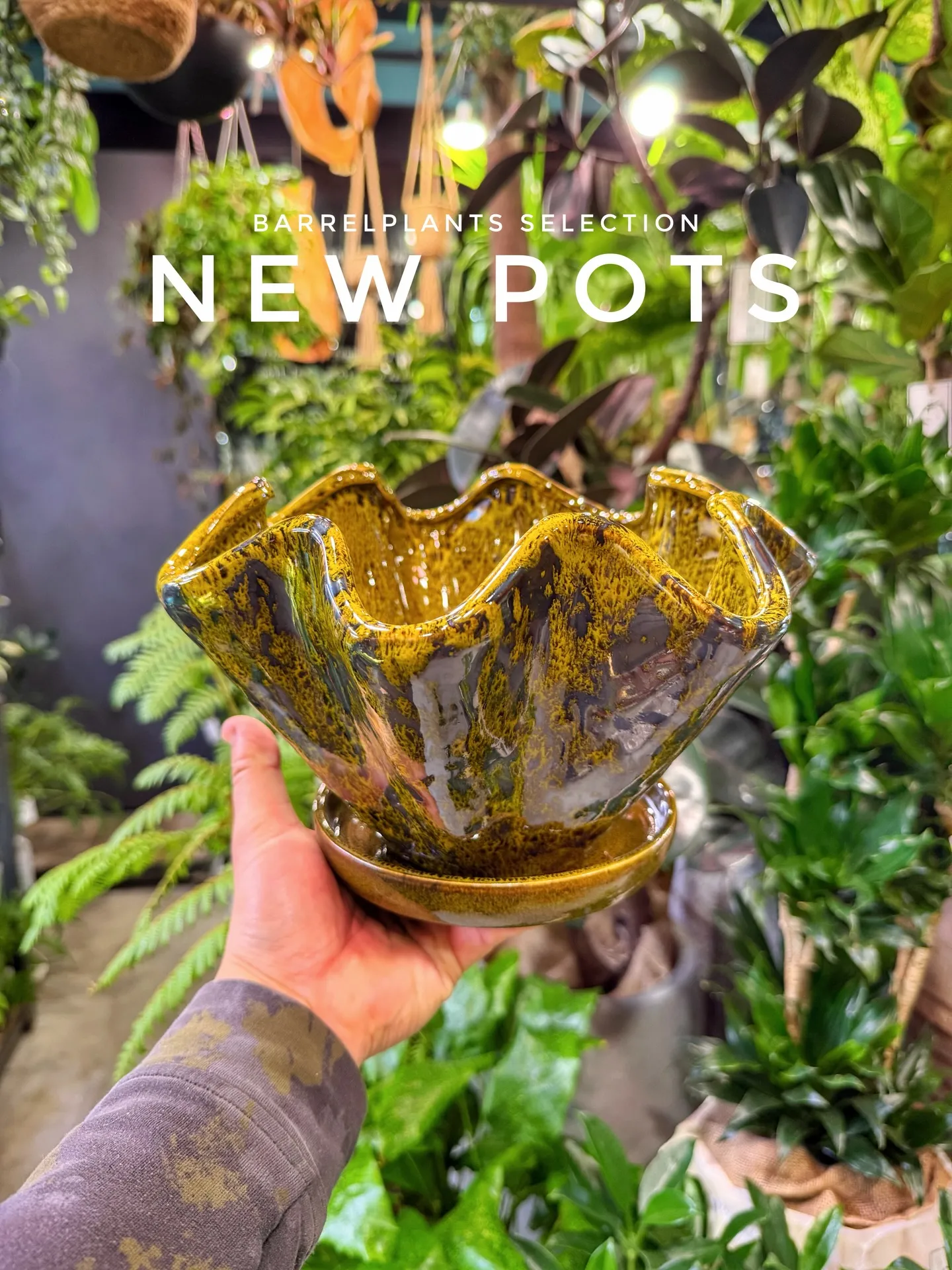 新作ポット、到着しました。